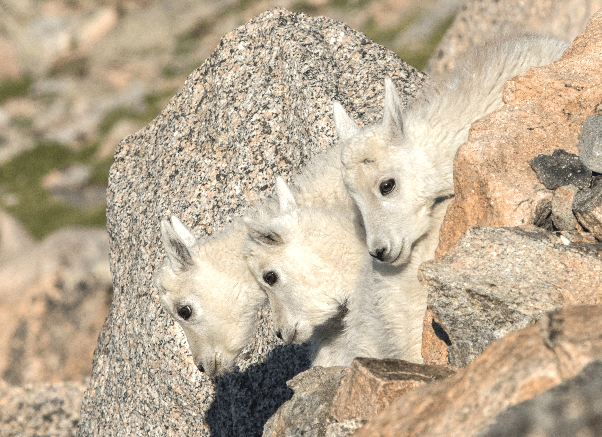 Balance #26 Mountain Goats