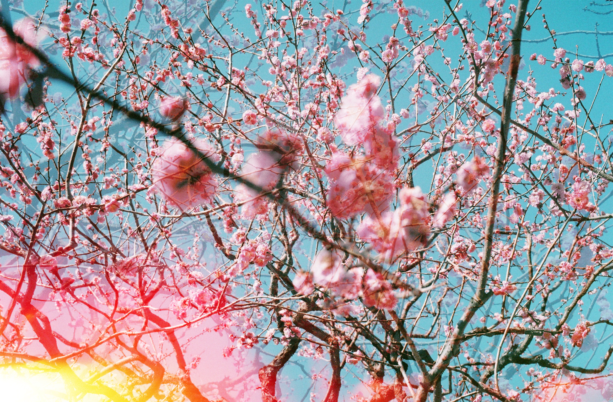 Breath of Spring | 春の息吹 #7/133