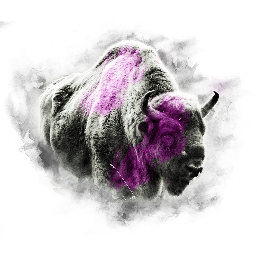 PINK SERIES - BISON