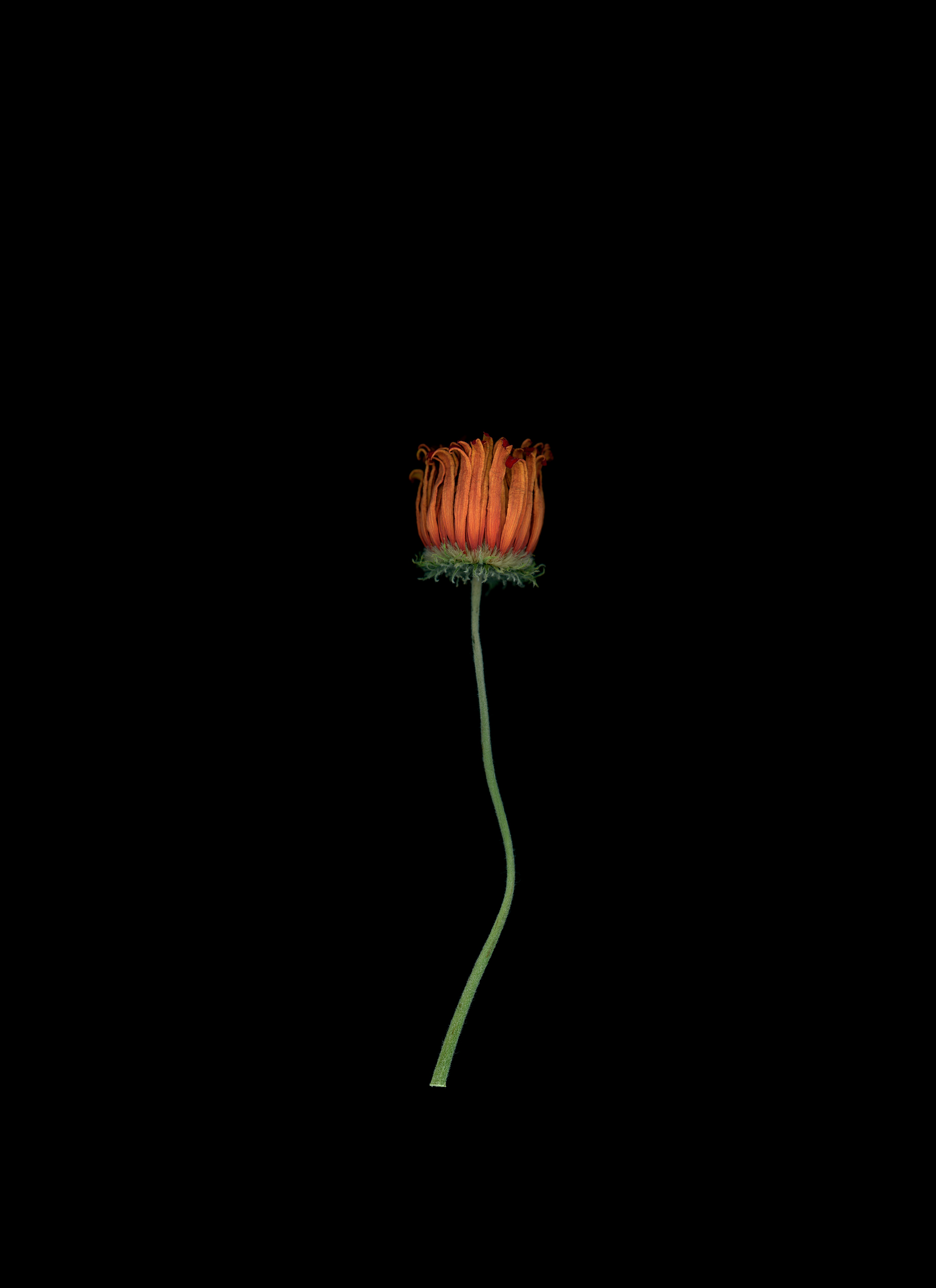 Gerbera