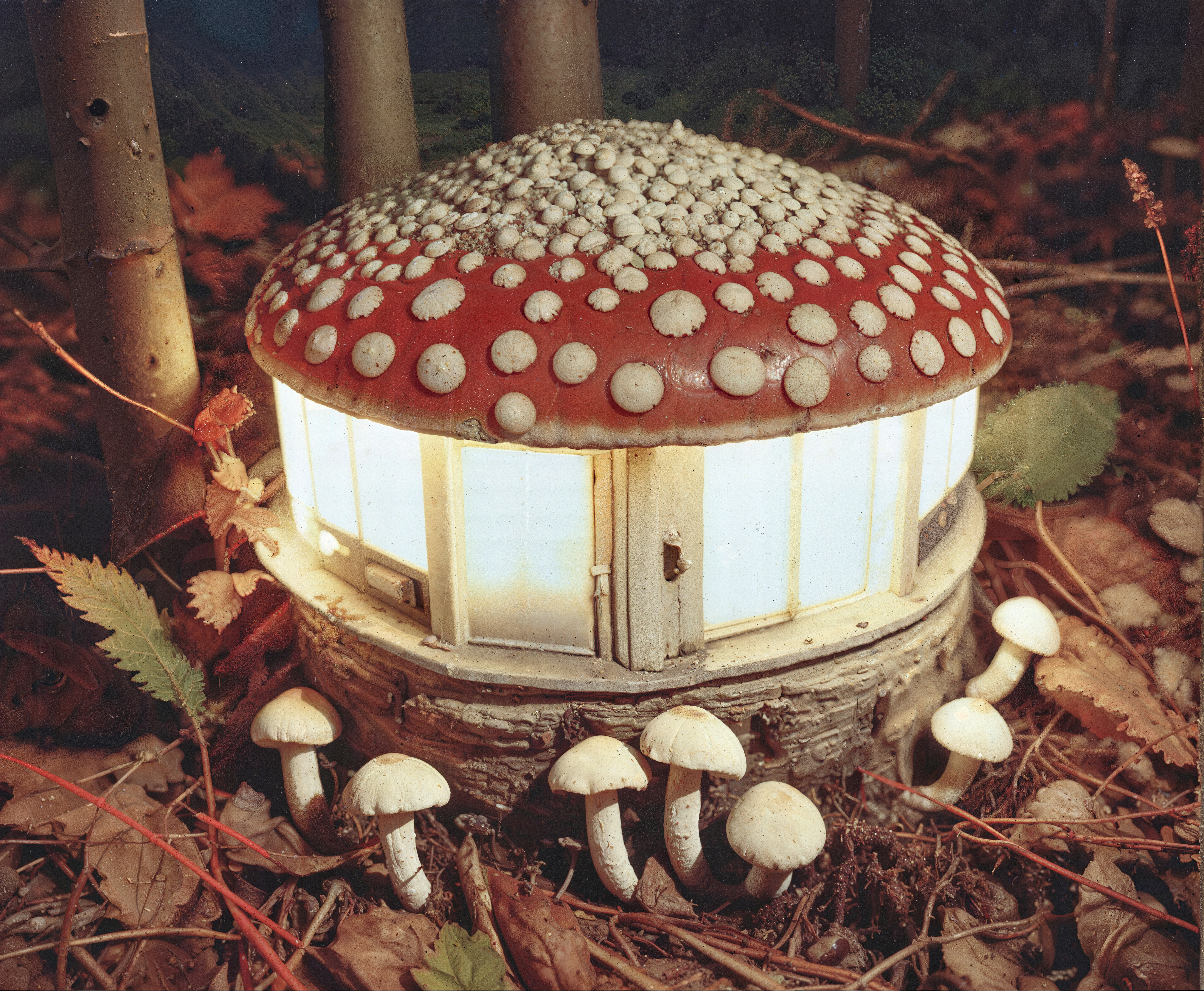 Amanita Muscaria