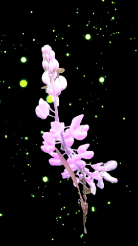 Lupinus Glows