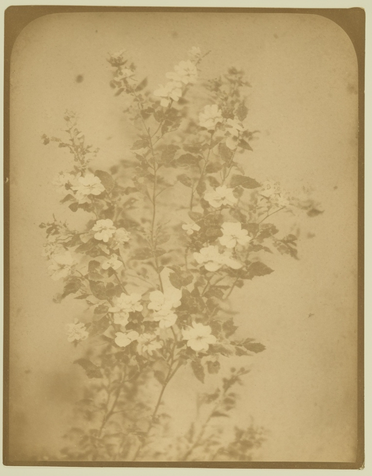 Annual Honesty, Calotype, Salted Paper Print (mounted on card), 1845