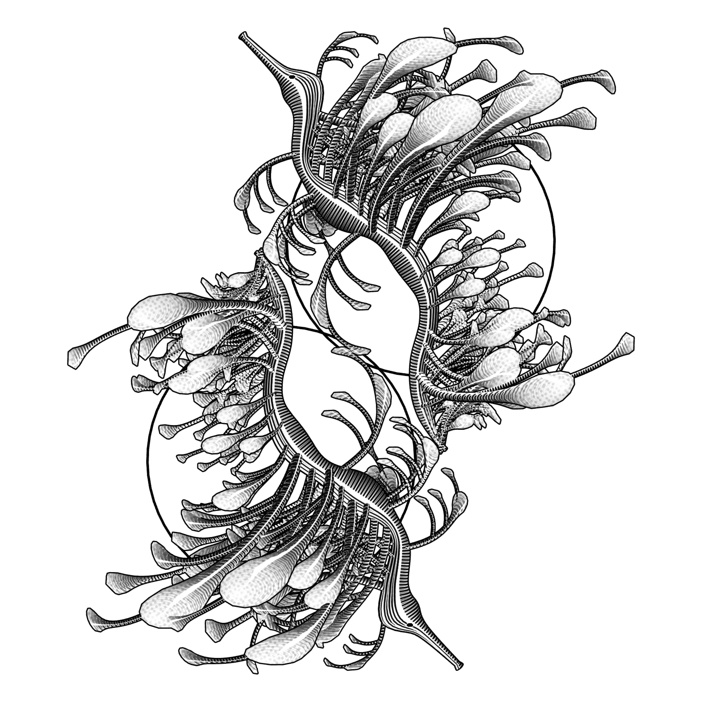 Seadragons #697