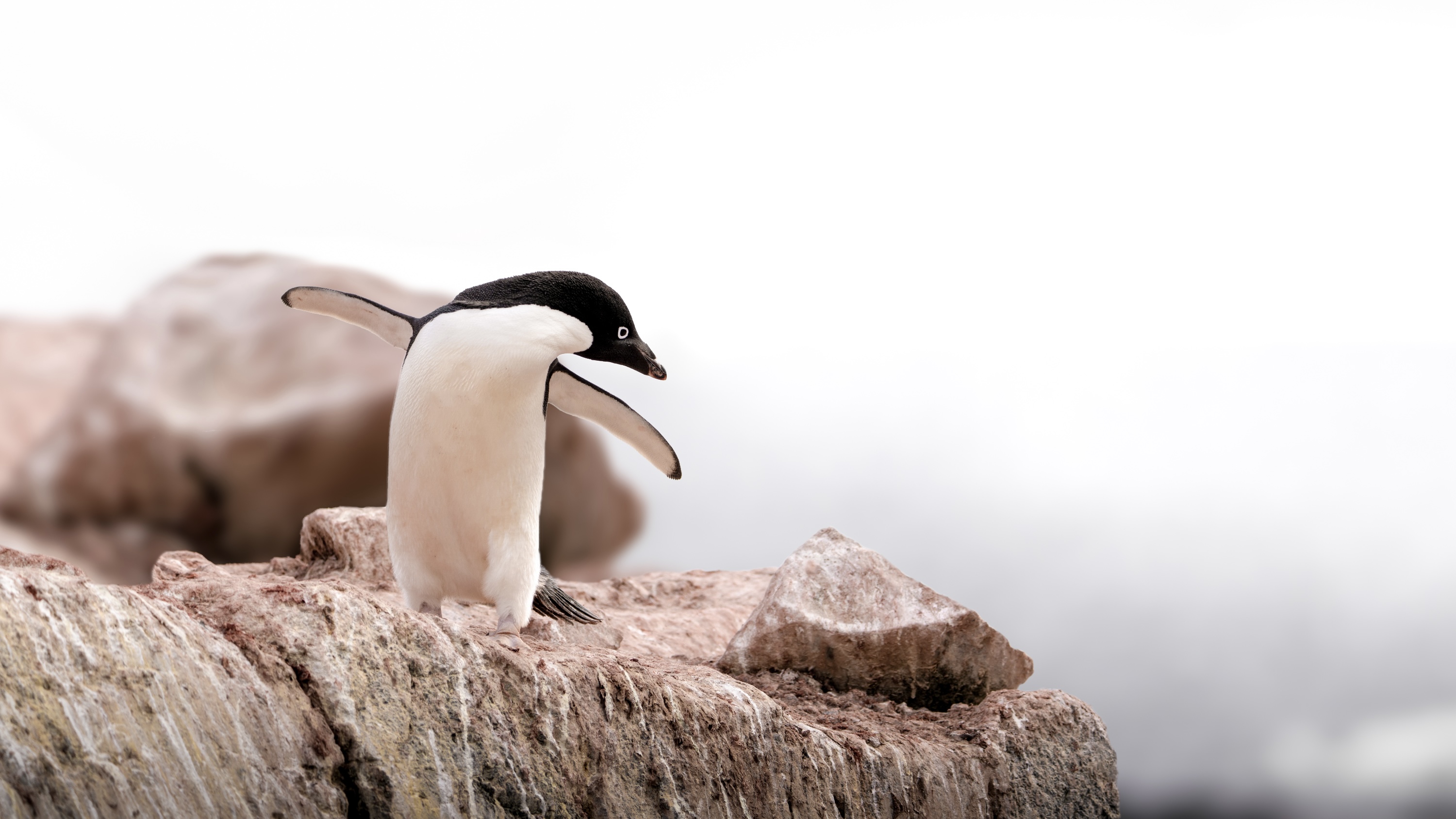 Looking Back, Going Forward