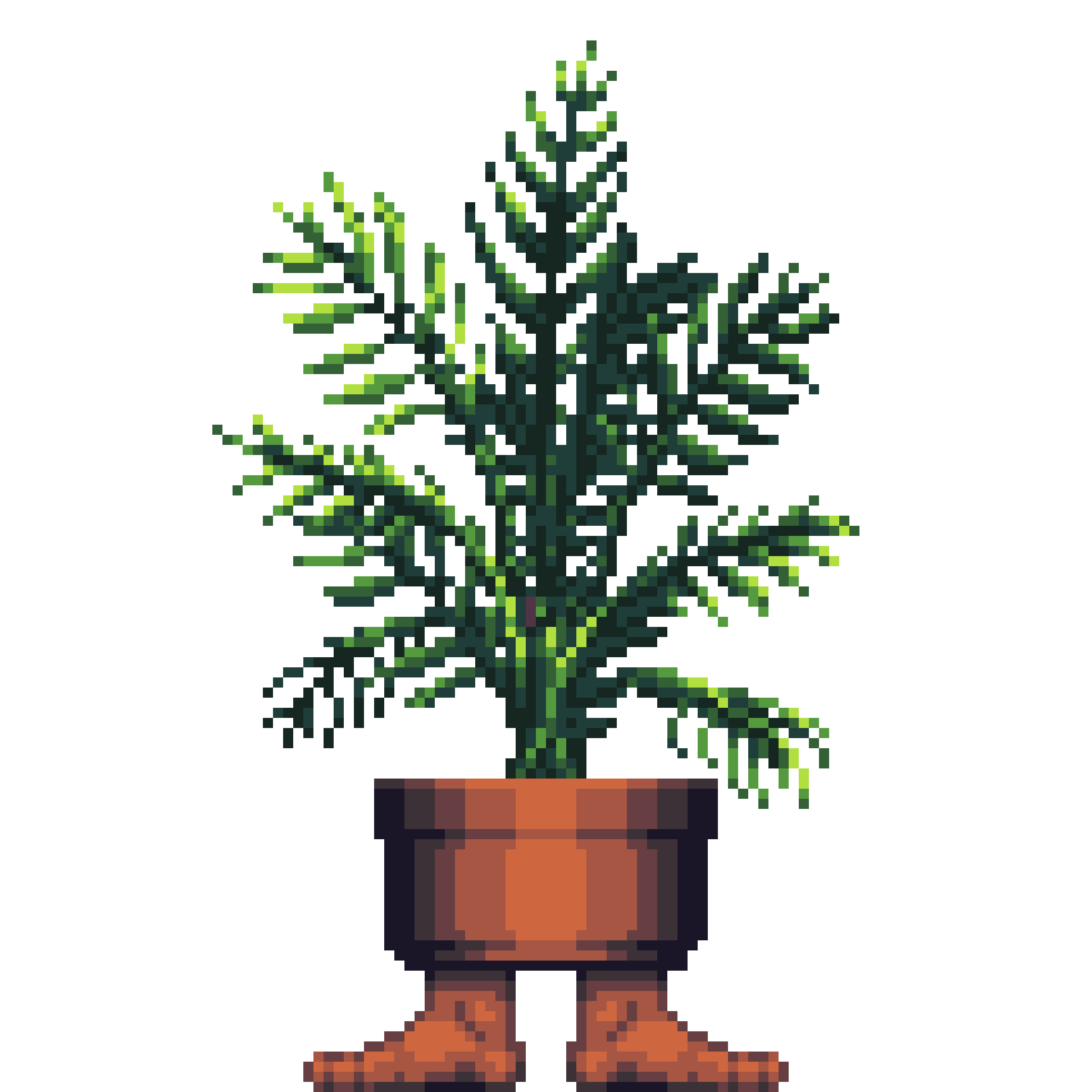 Areca Palm in Feet pot