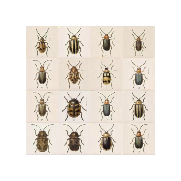 confusing coleopterists g004285 4x4