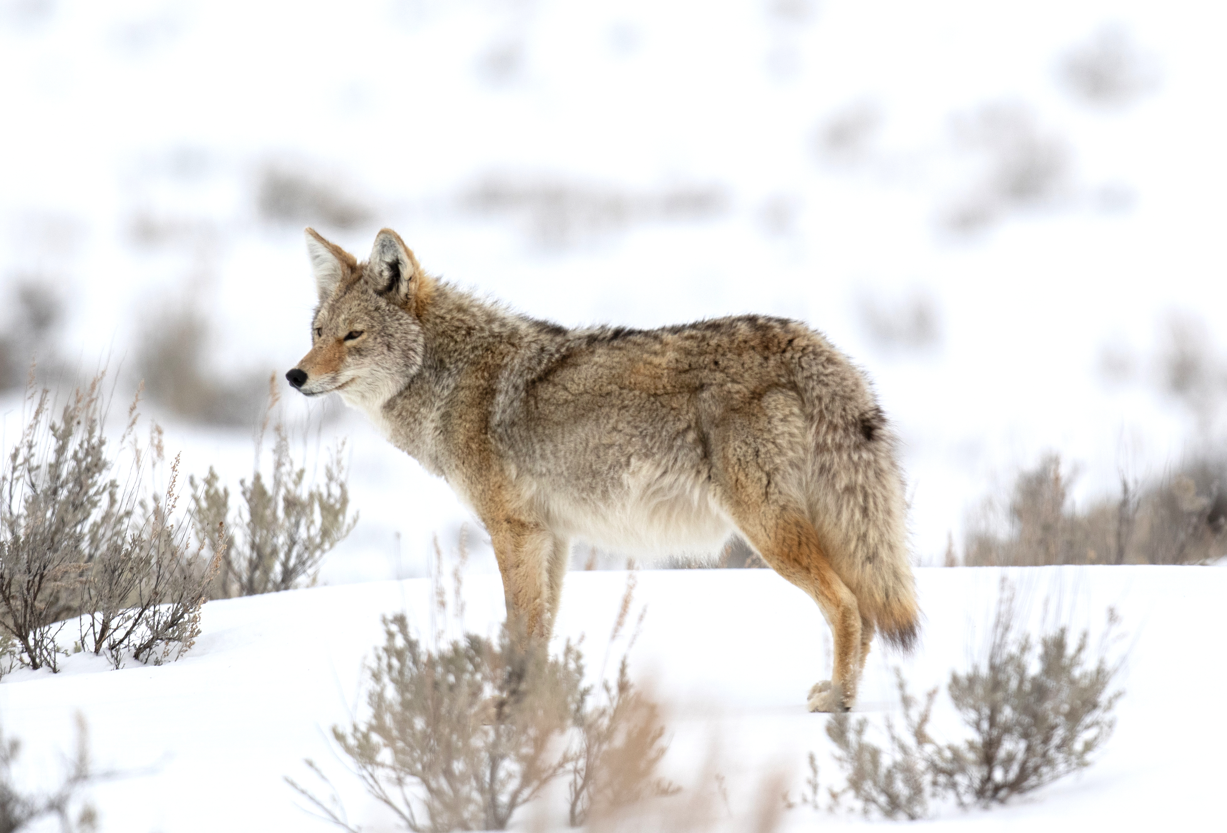 Balance #12 Coyote