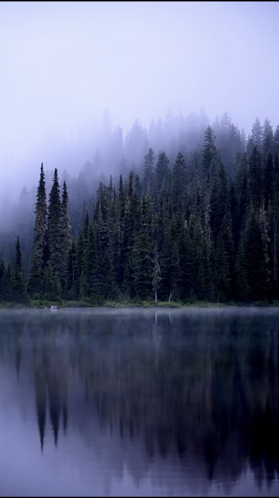 Forest's Fog