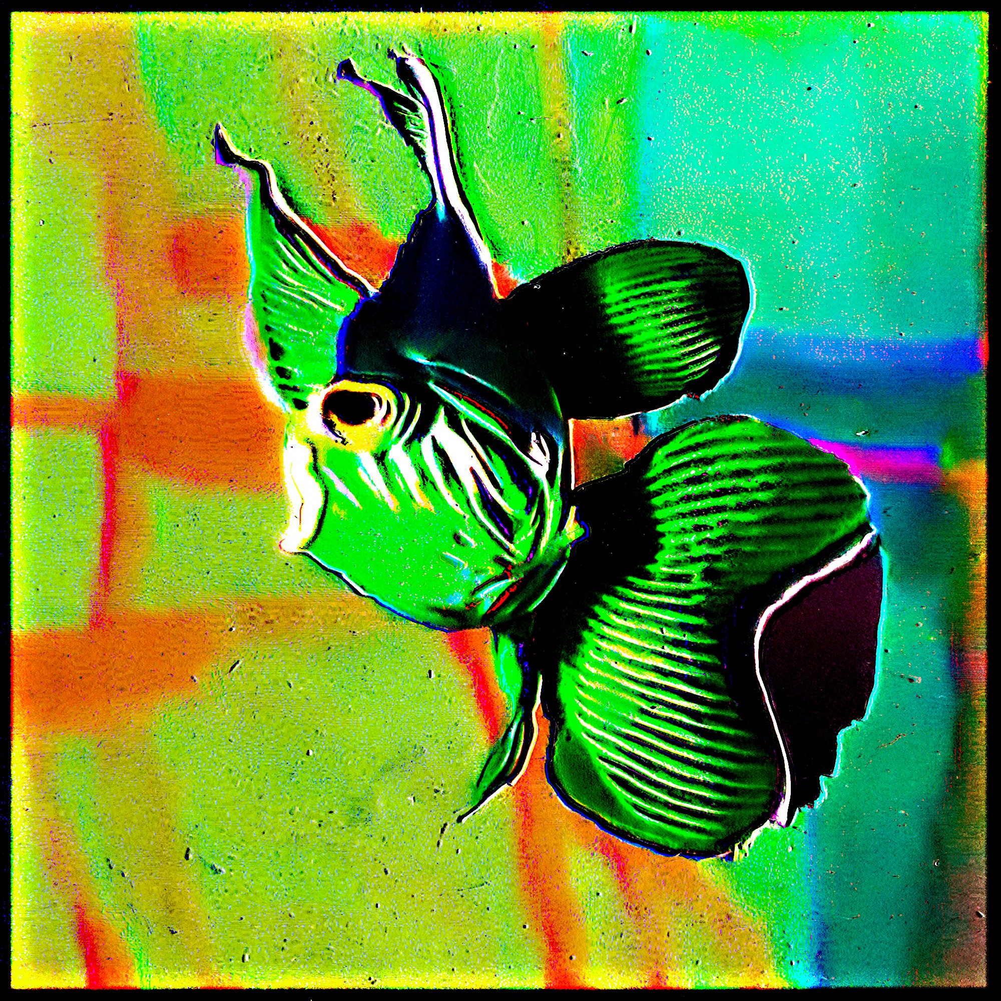 Tectocaelus viridescens (47)