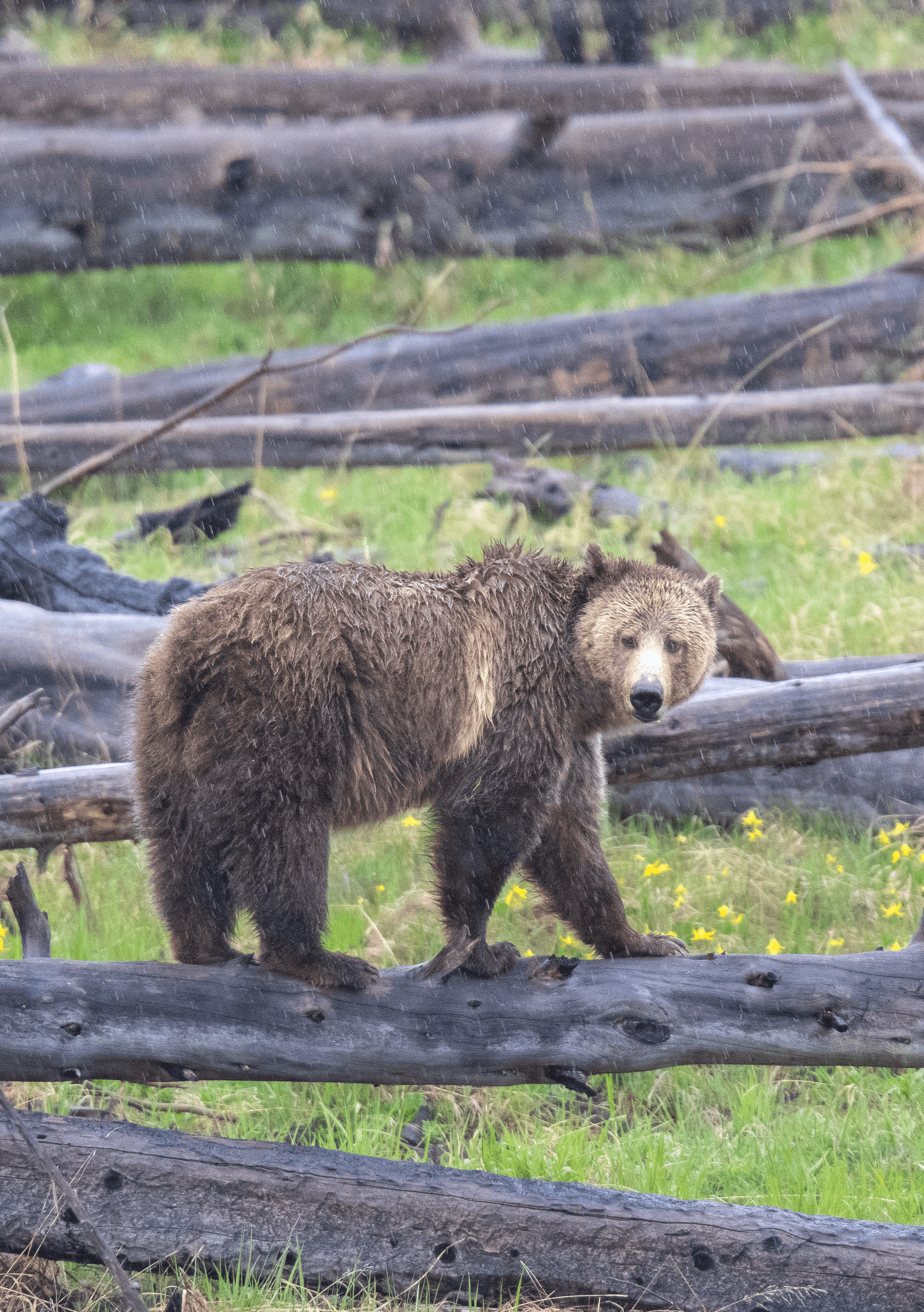 Balance #28 Grizzly Bear