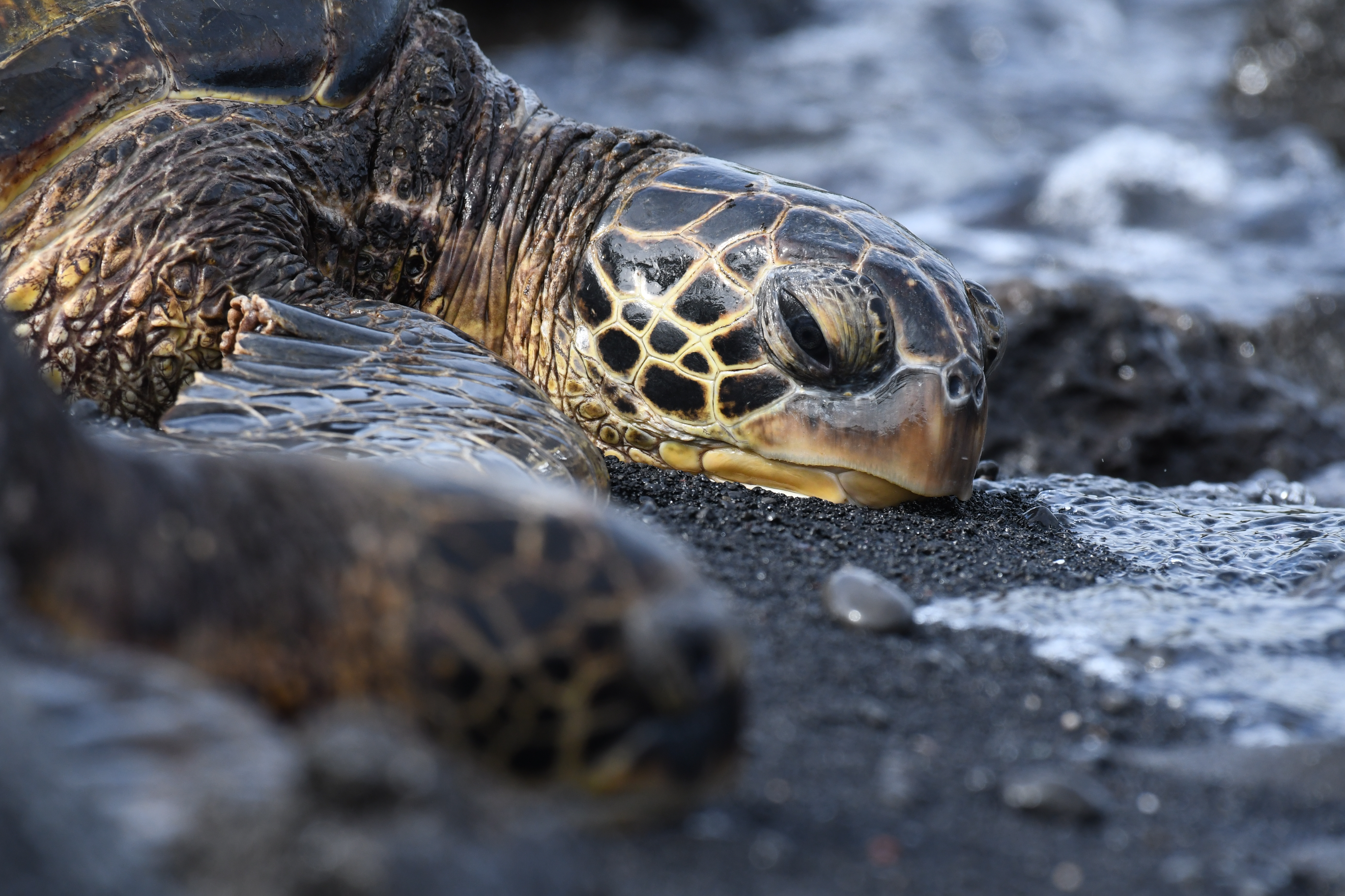 Punalu'u Honu