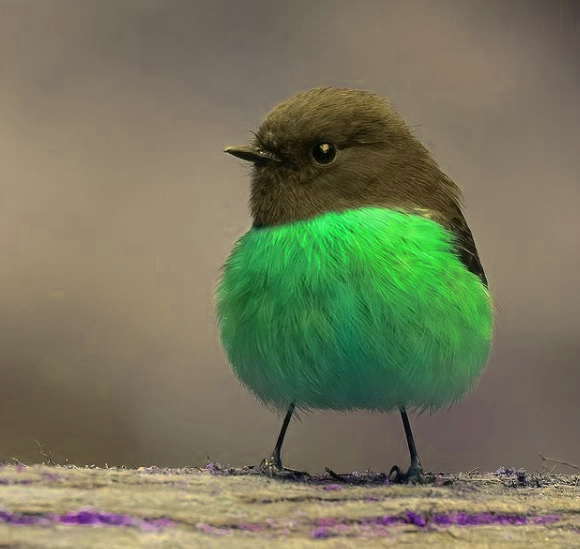 bird