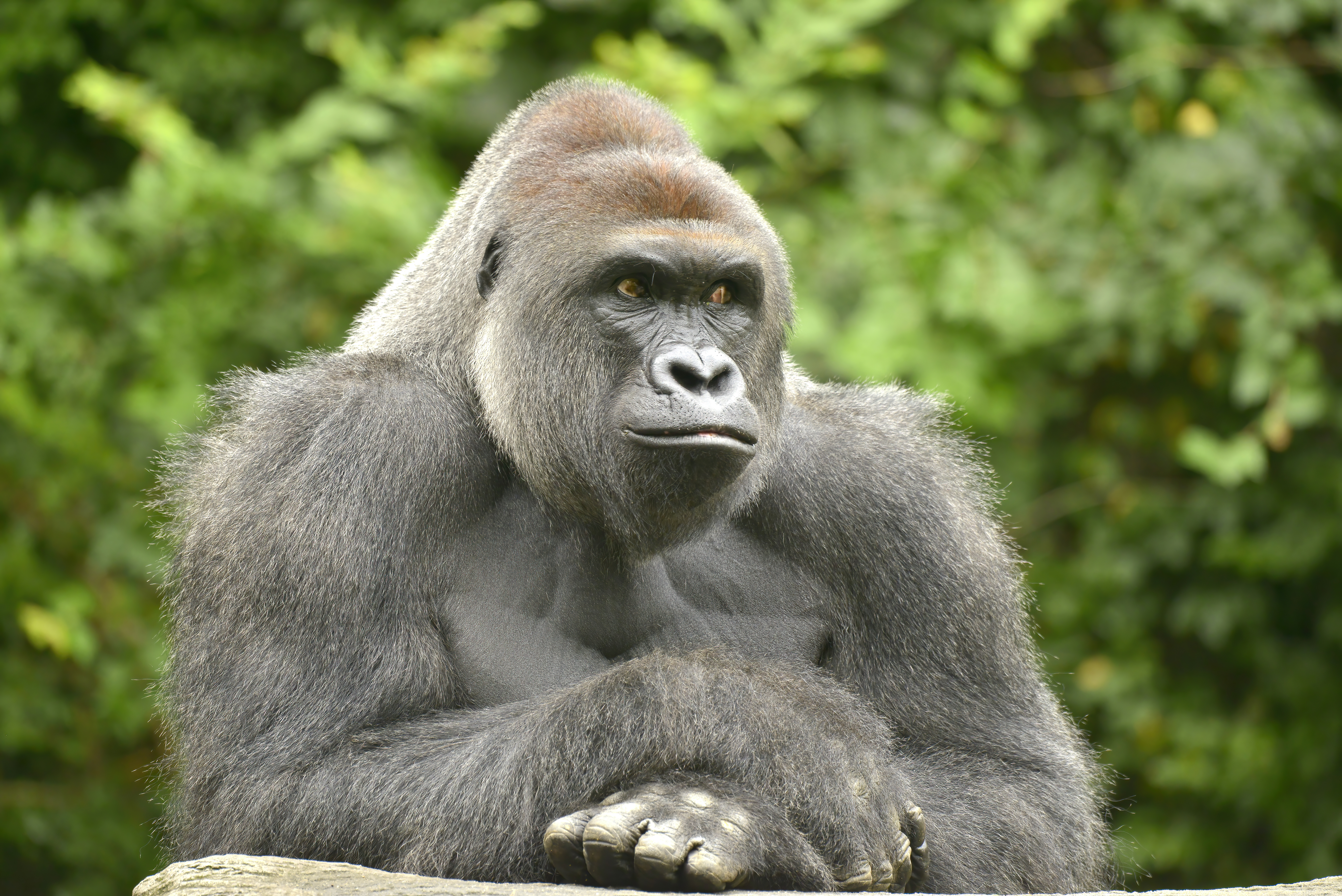 HARAMBE: LEGENDS #442