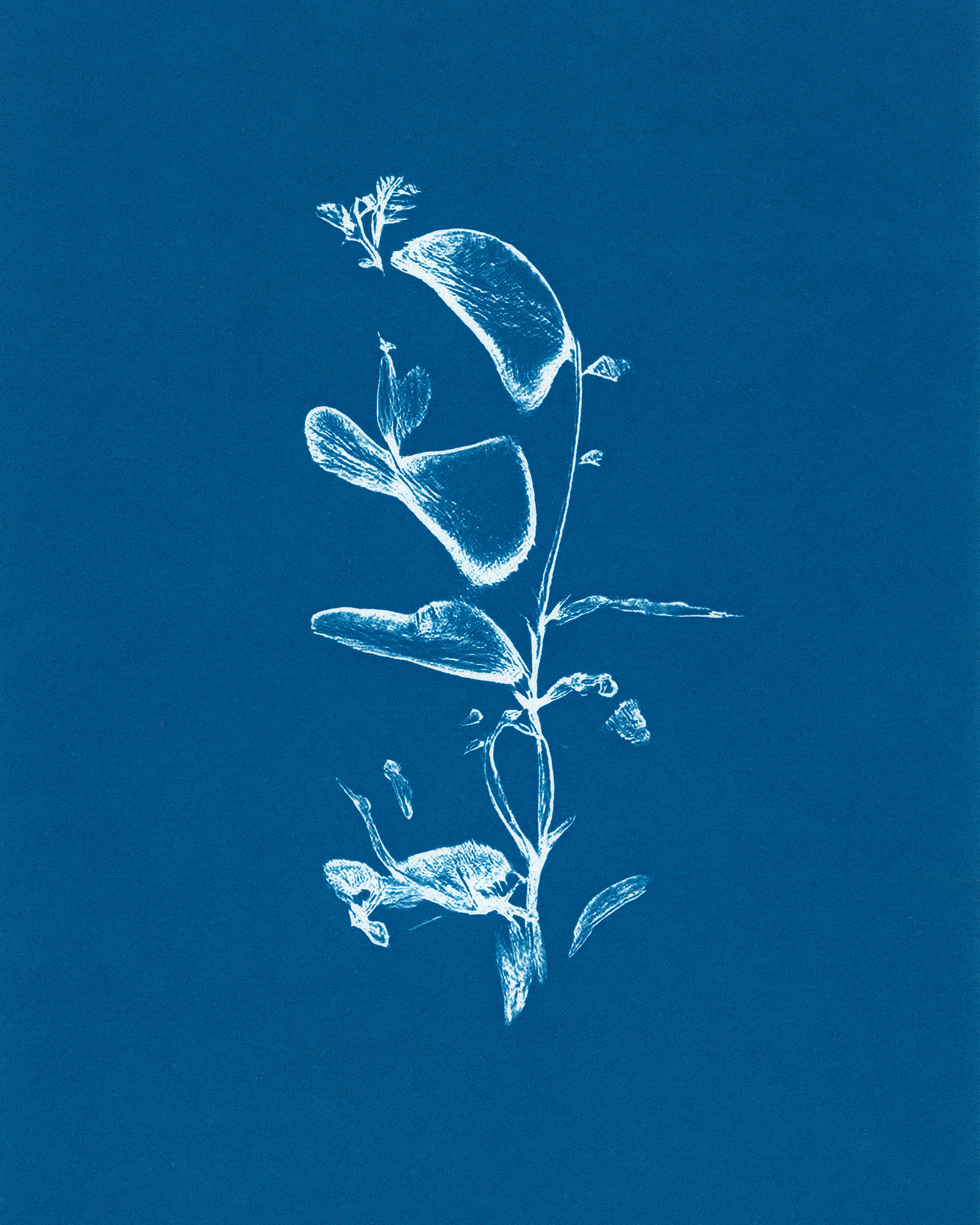 In Translation #16 by Claudia Pawlak 