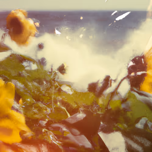 Tsunflower Chaos #169