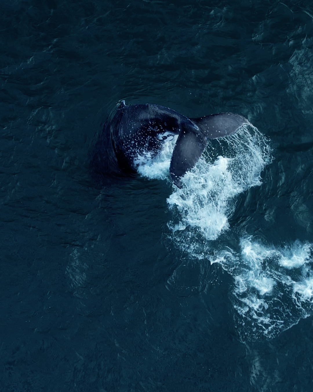 Token of the Ocean #4/73