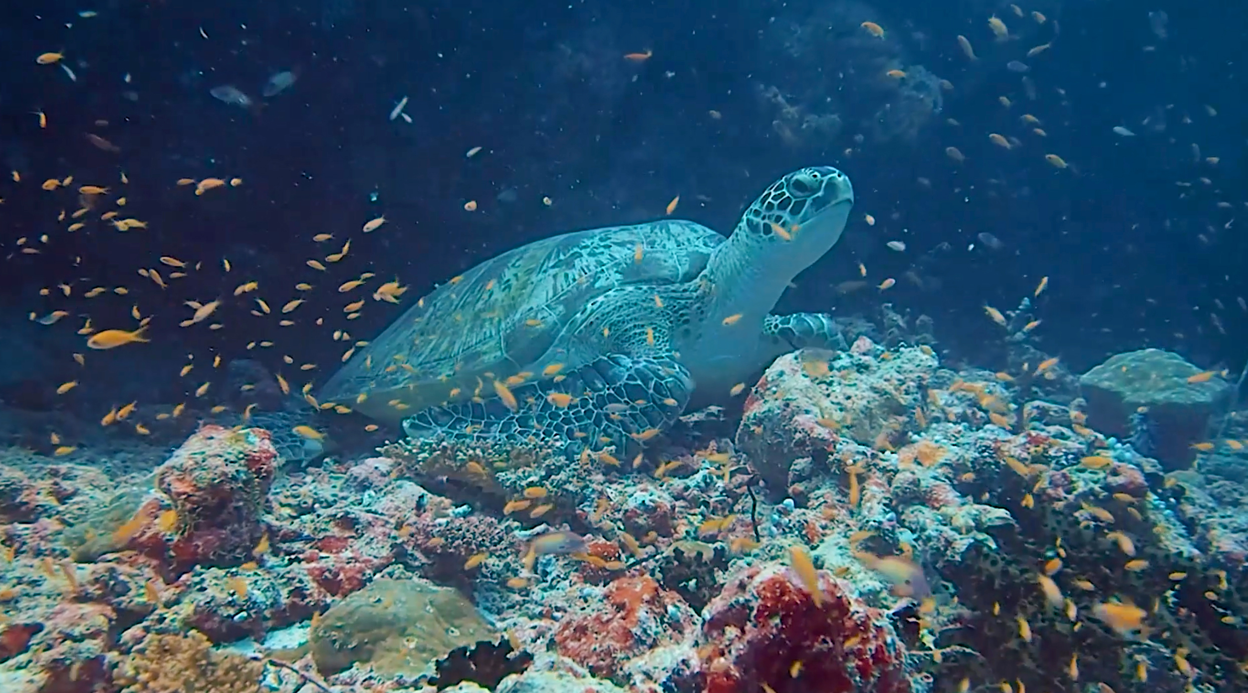 Turtle Friends #9/33