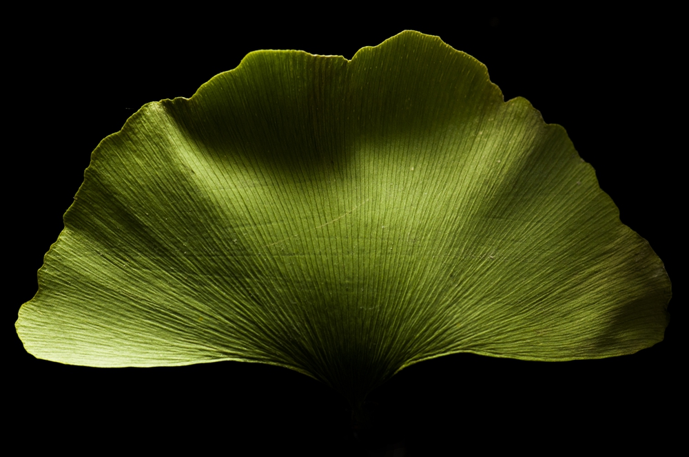 Ginkgo biloba