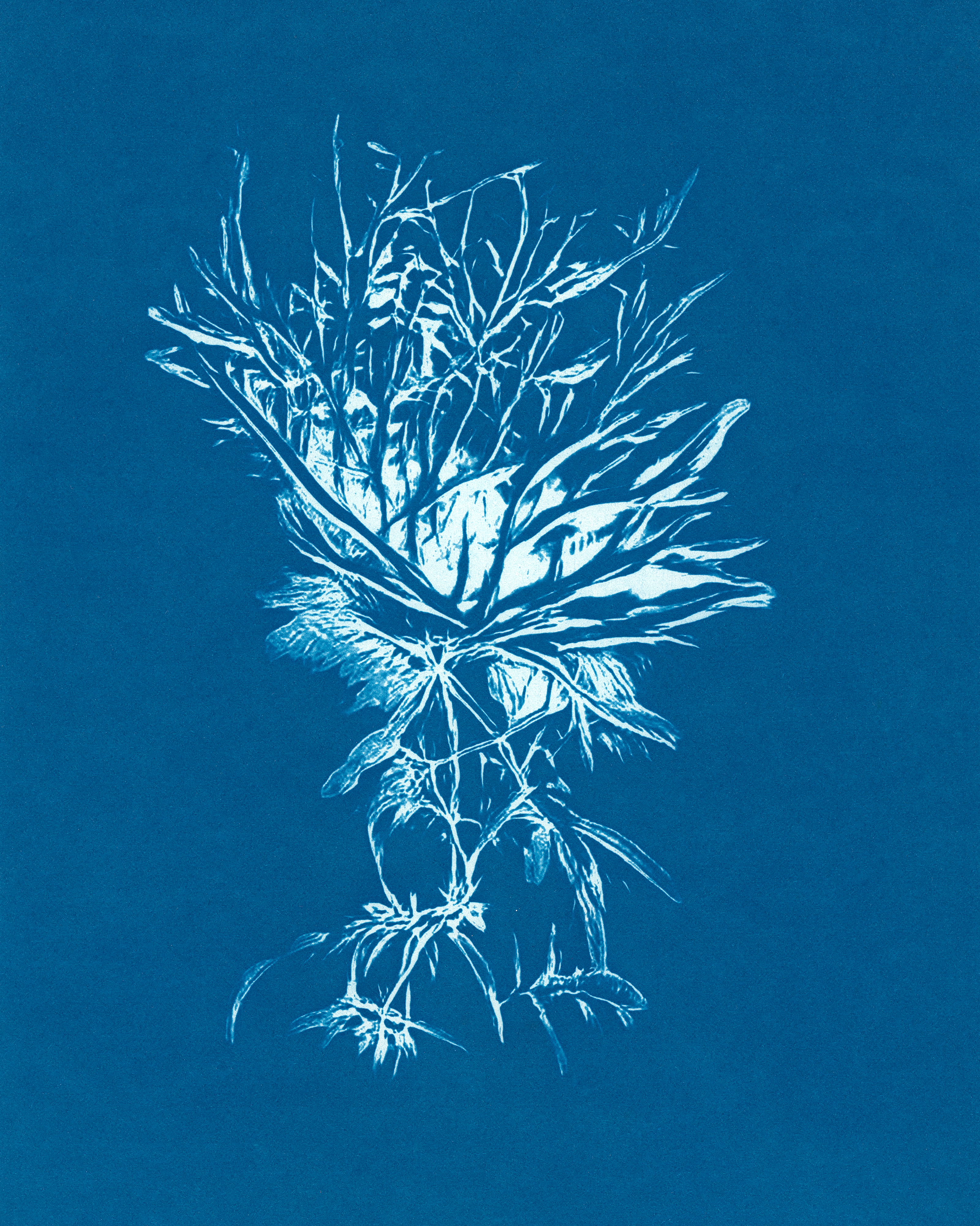 In Translation #1 by Claudia Pawlak 