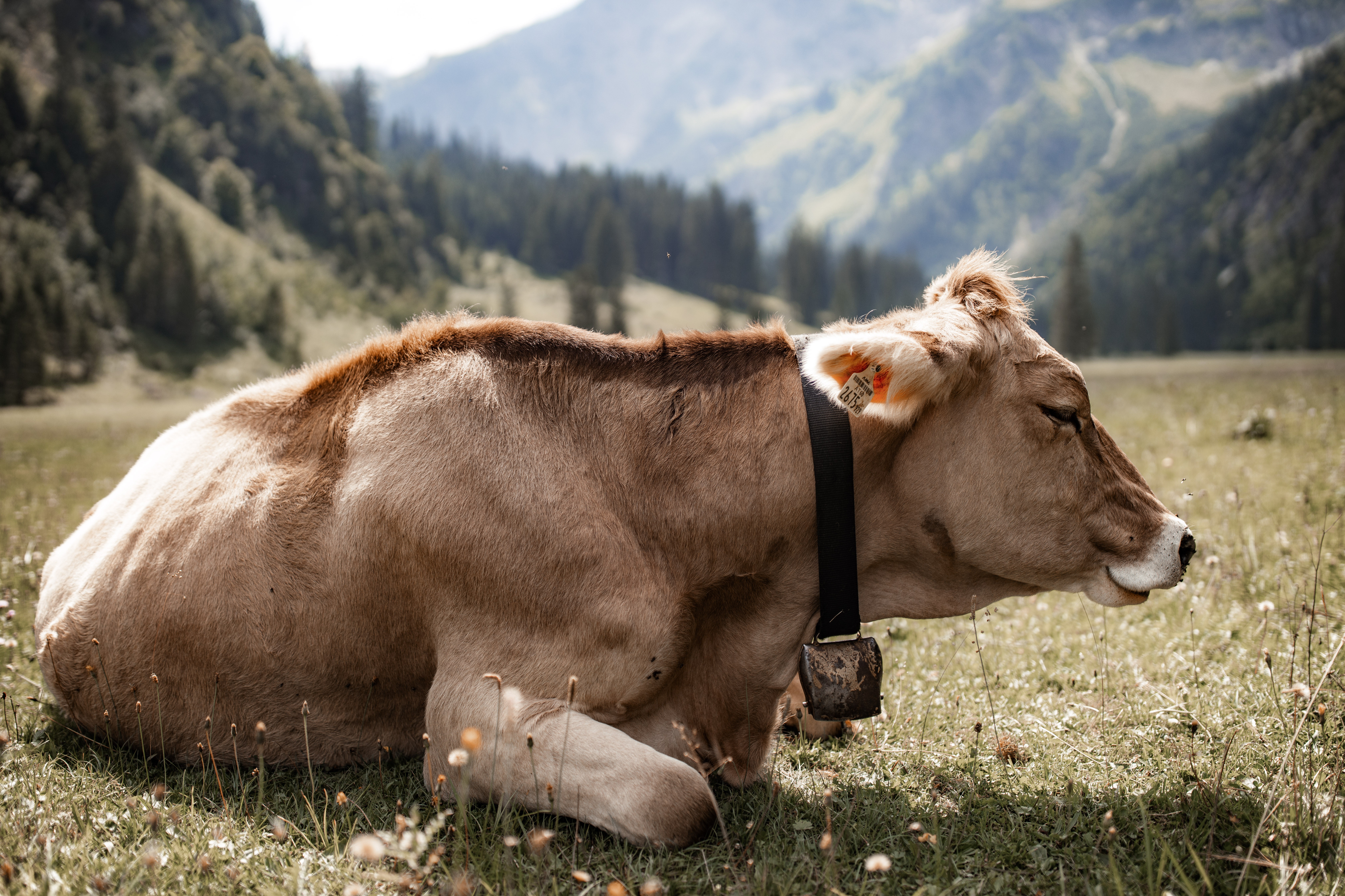 cattle