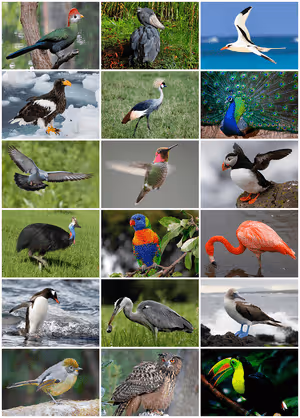 bird