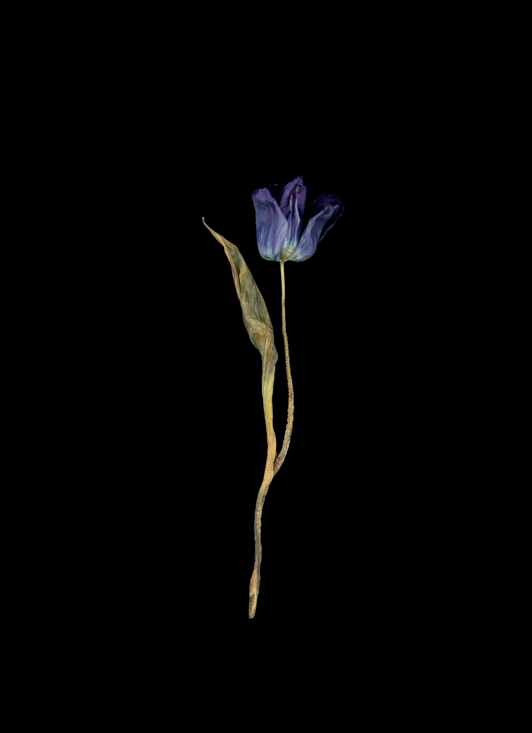 Tulip