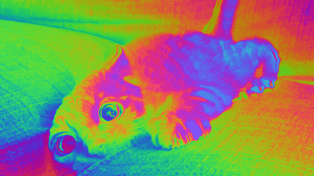 Cat in the World of Acid