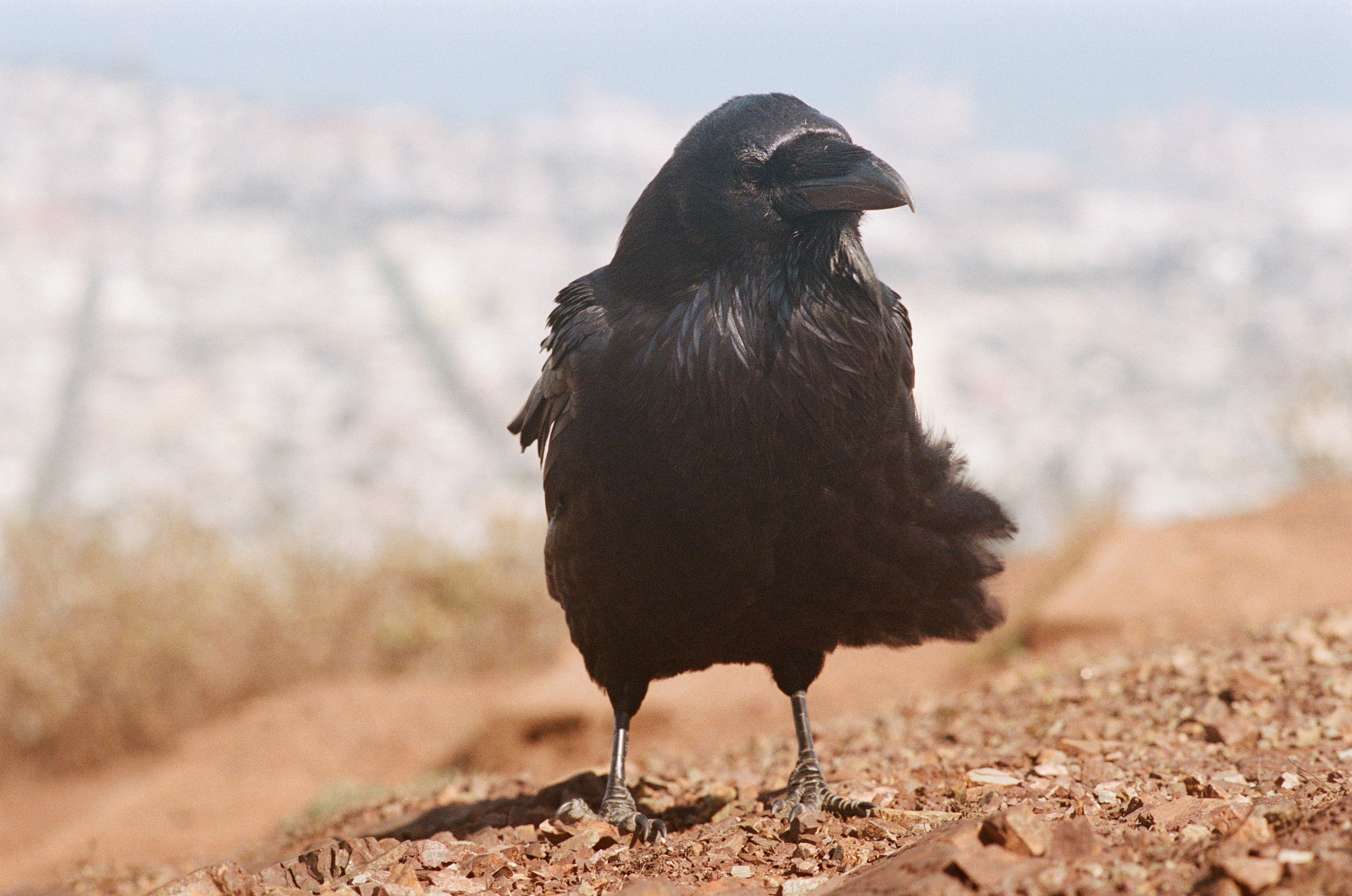 Bird