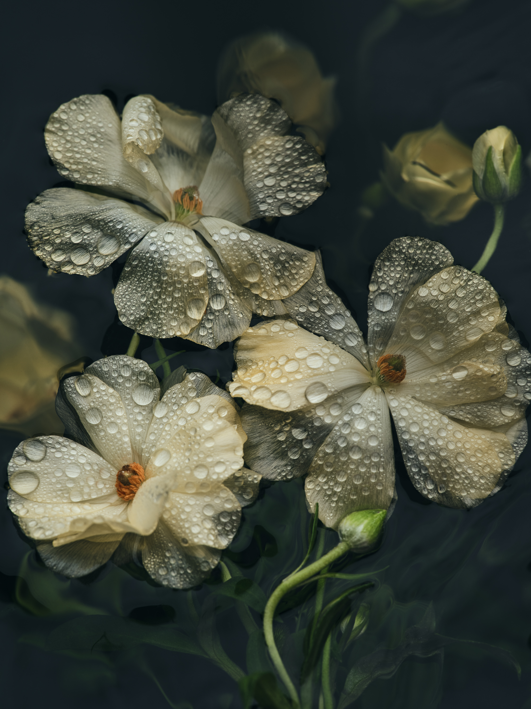 Ranunculales - Butterfly, Helios