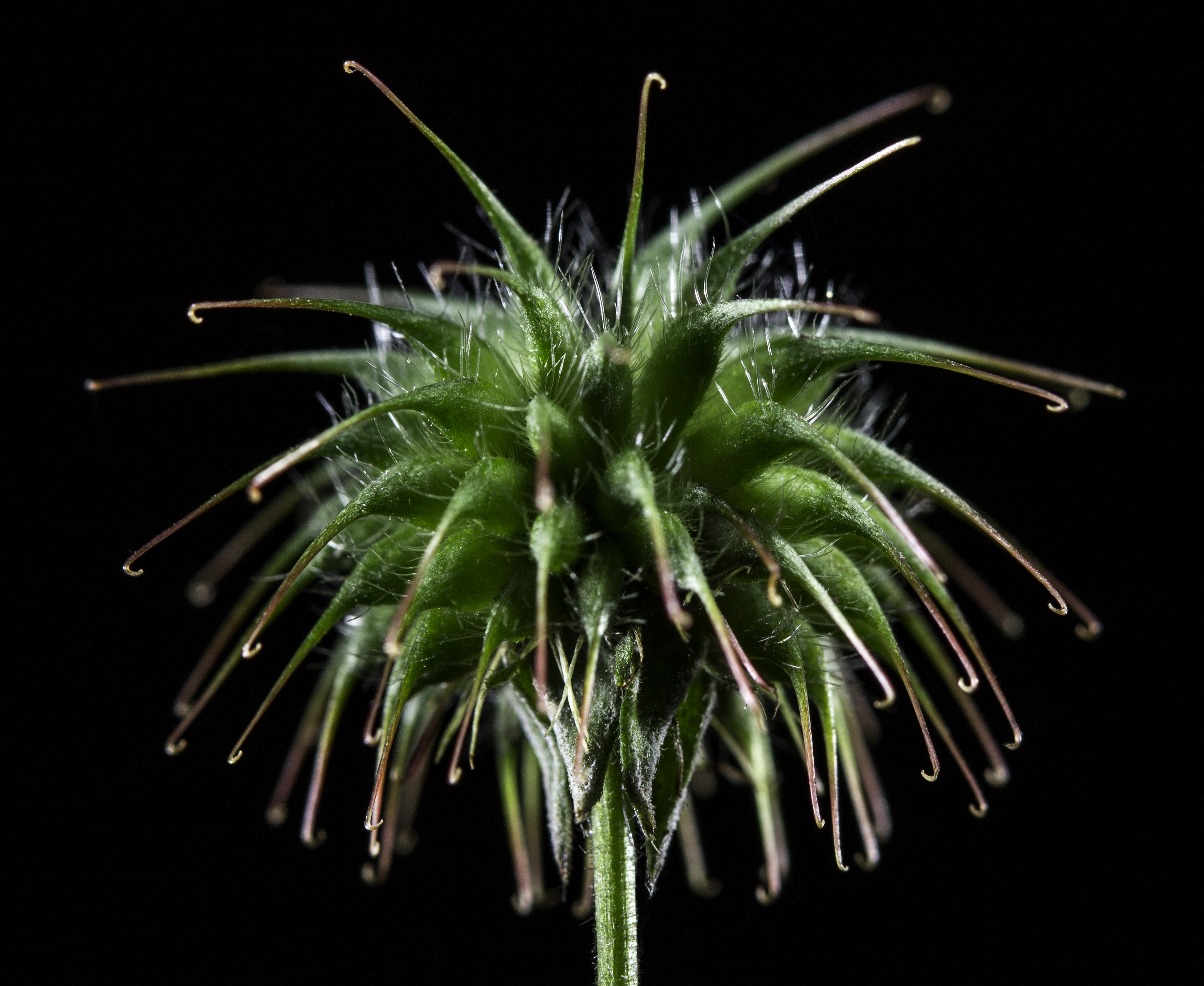 Echinaria