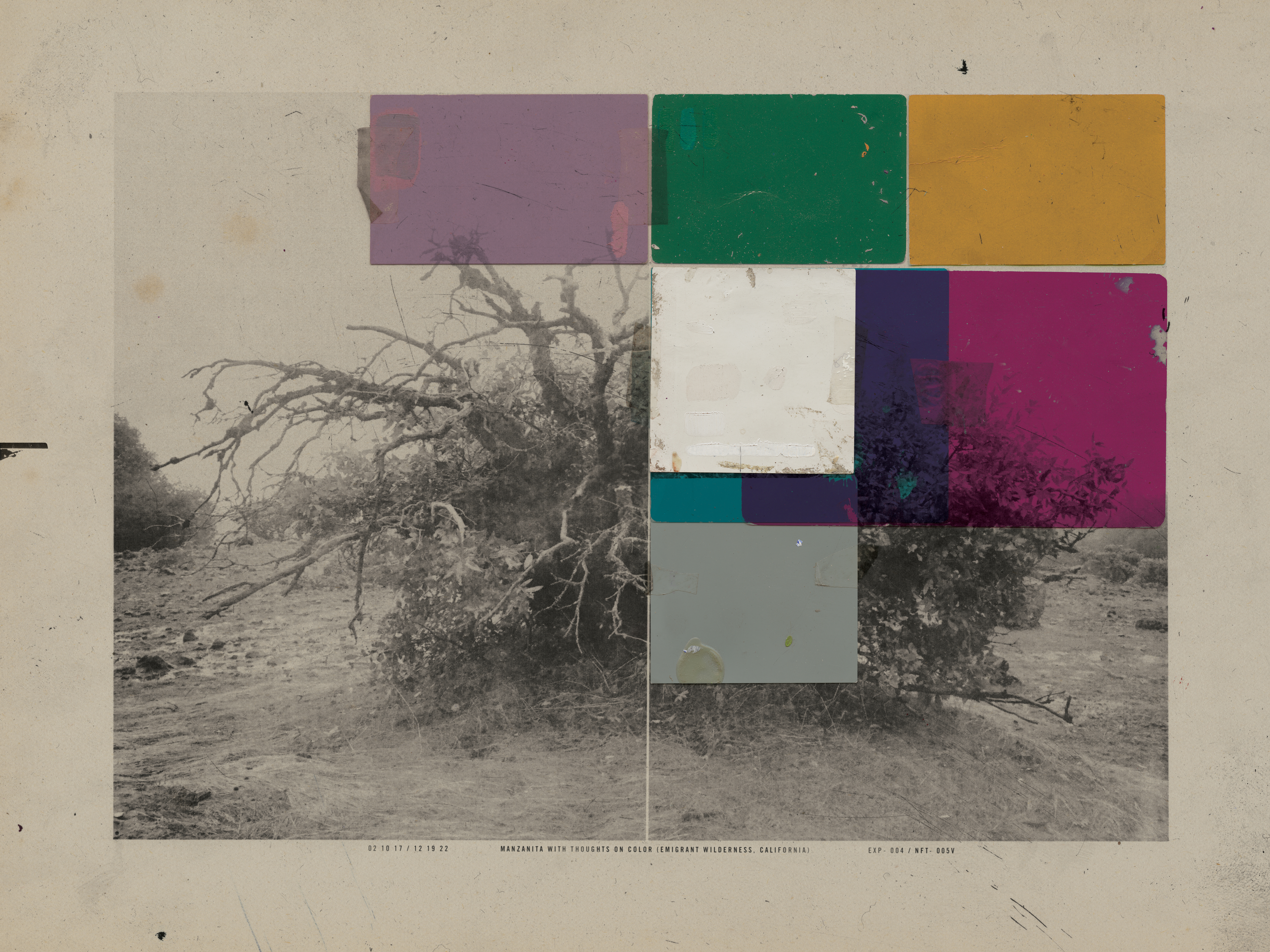 Manzanita With Thoughts On Color #16