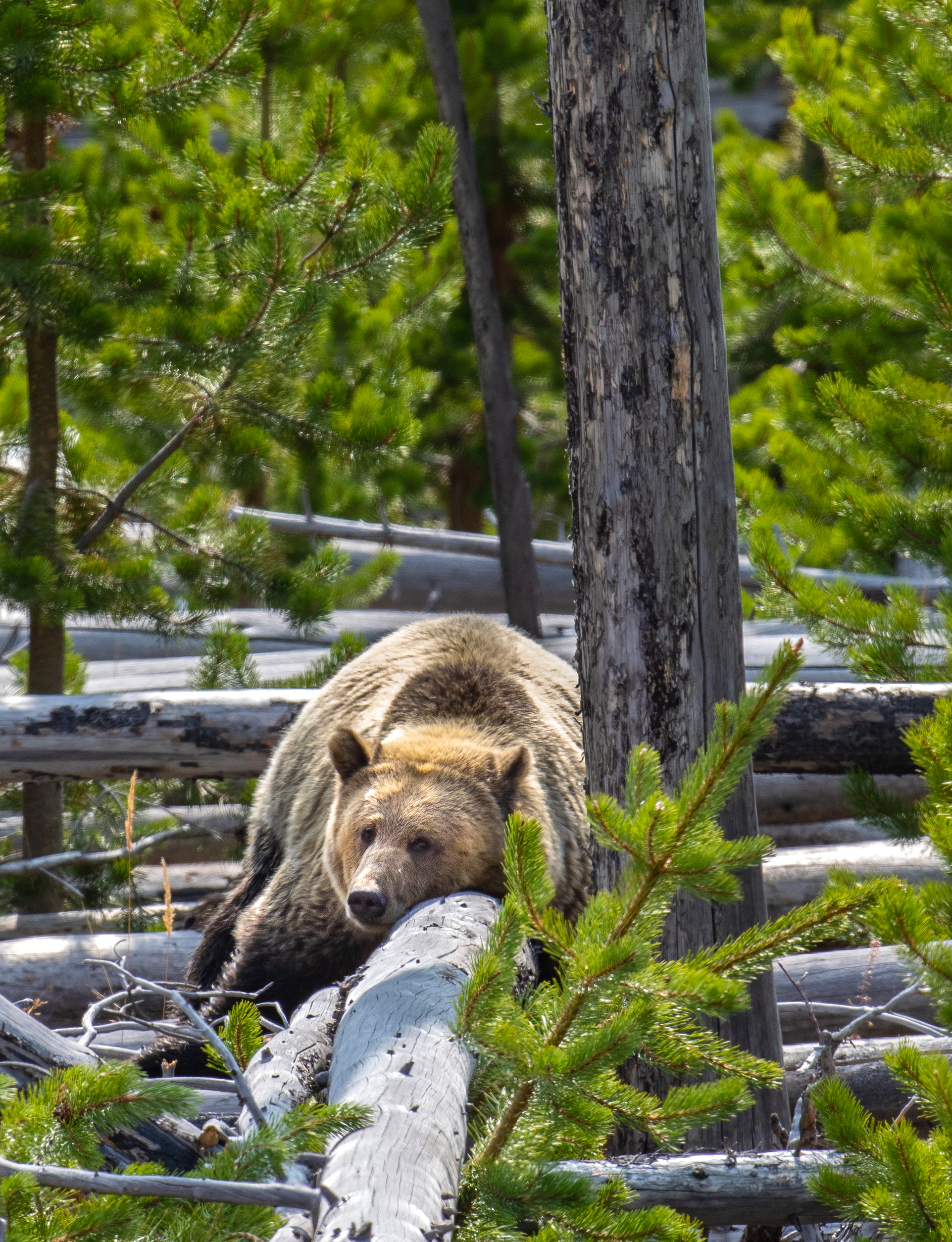 Balance #14 Grizzly Bear