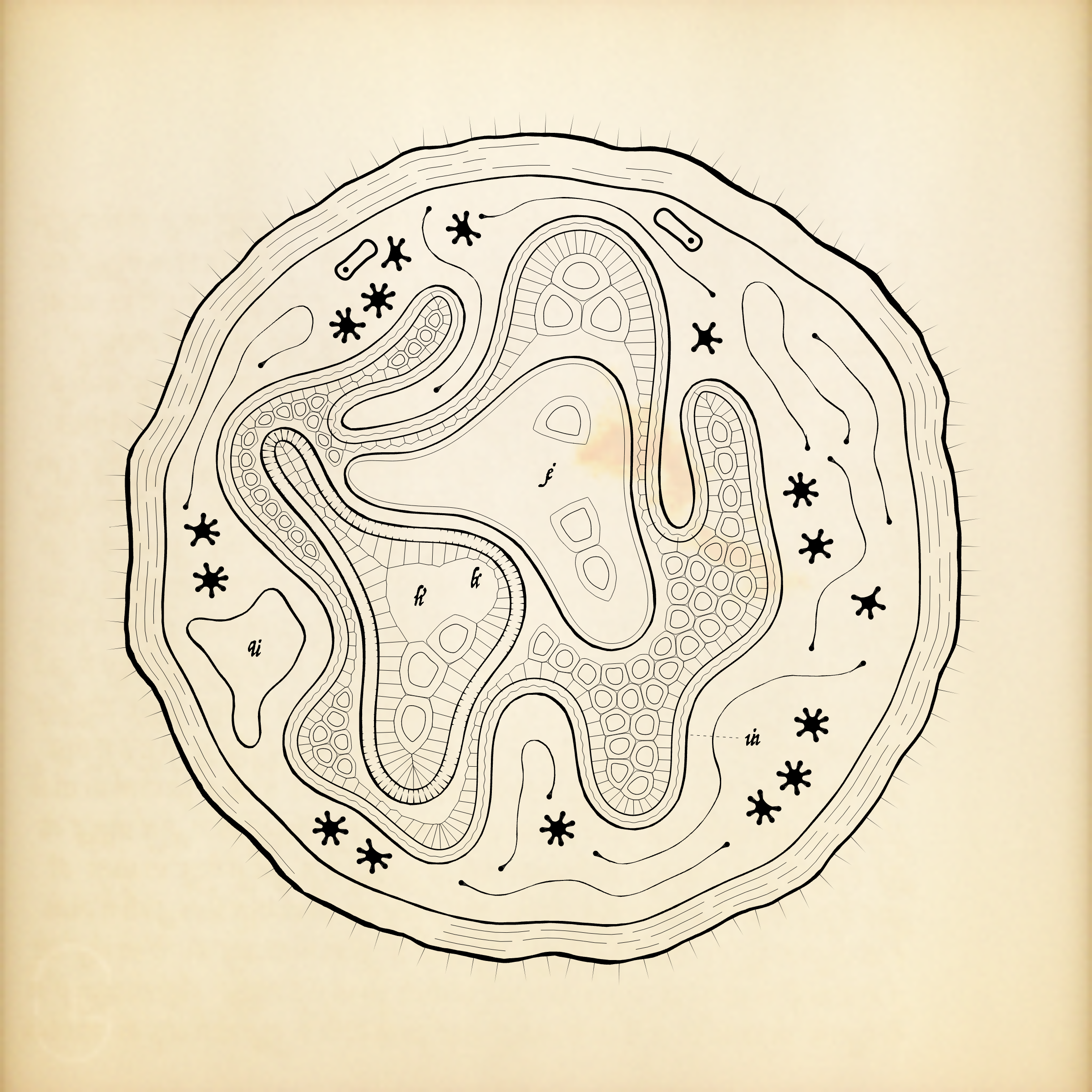 Cytographia #154