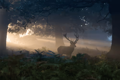 WildLight #24 - Presence