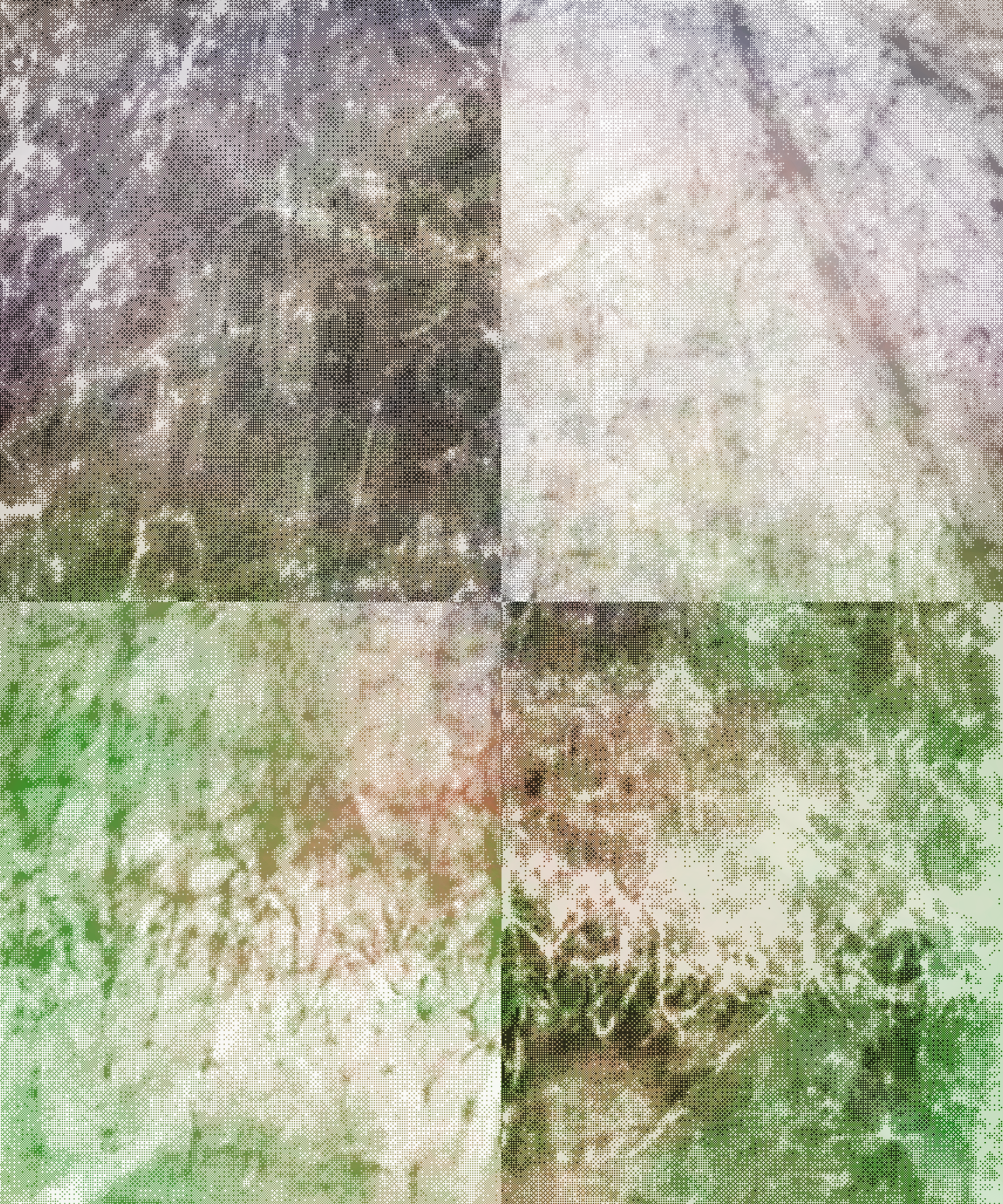 the spring begins with the first rainstorm #371