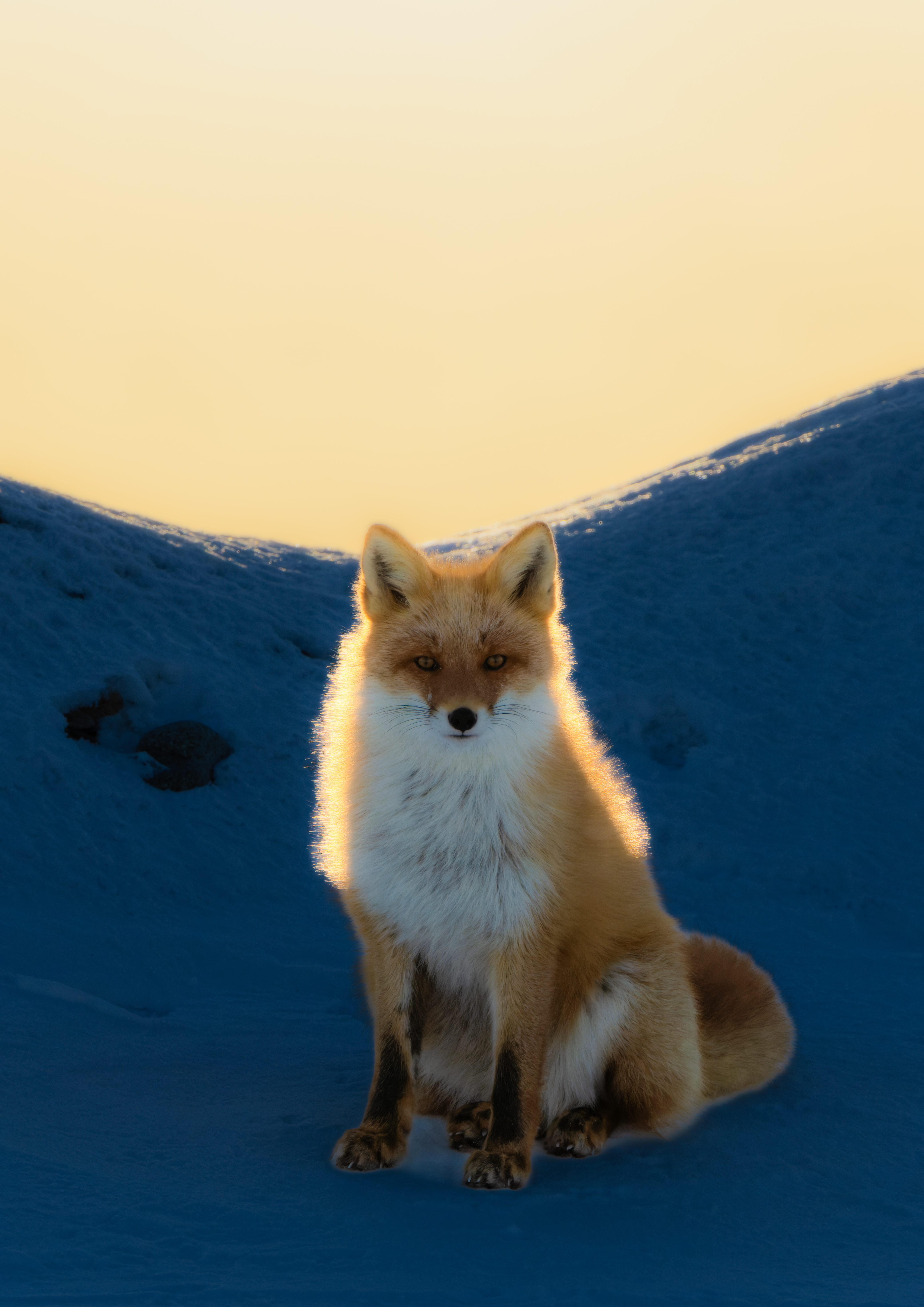 Fox in the morning glow
