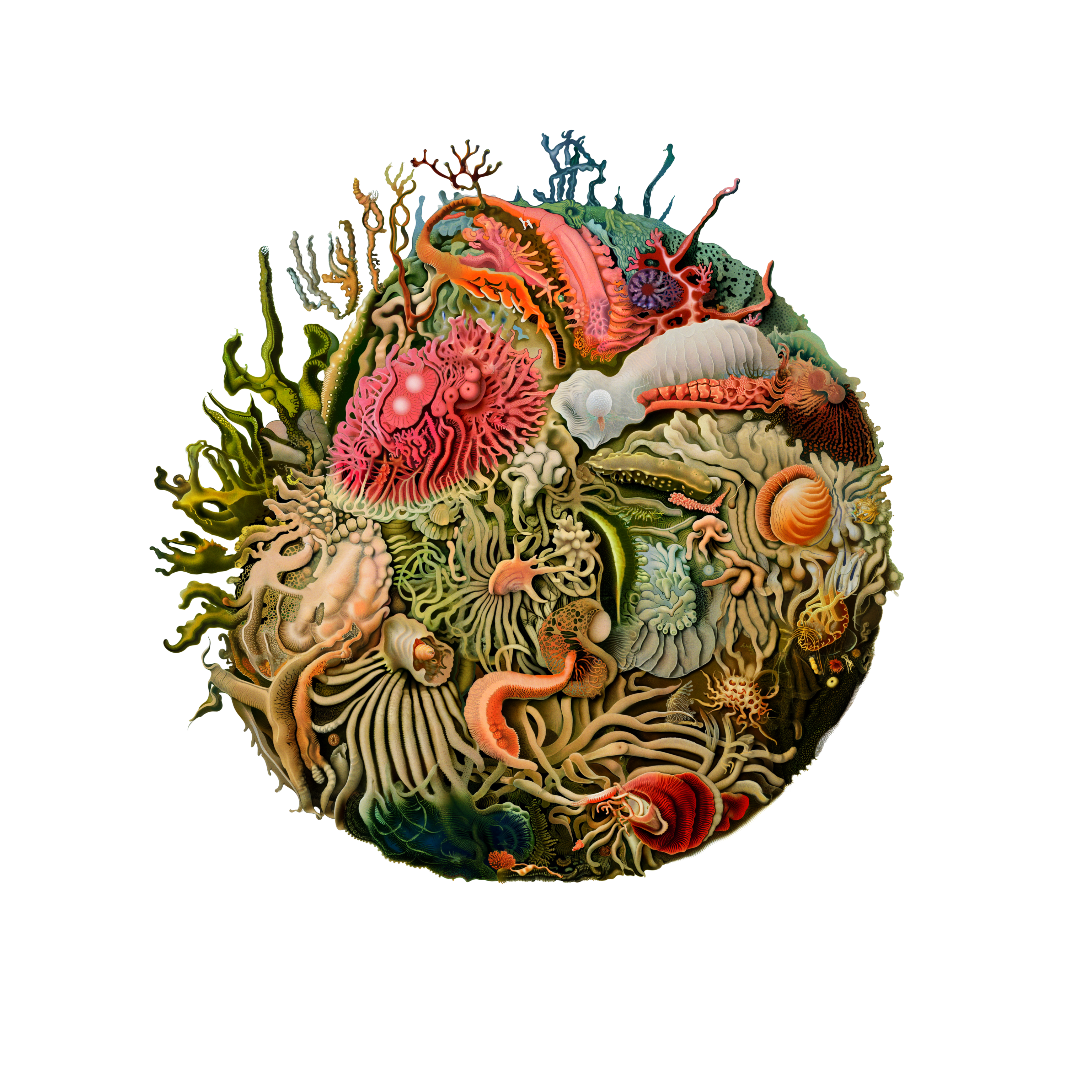 Intertidal Samples 2.0 #5