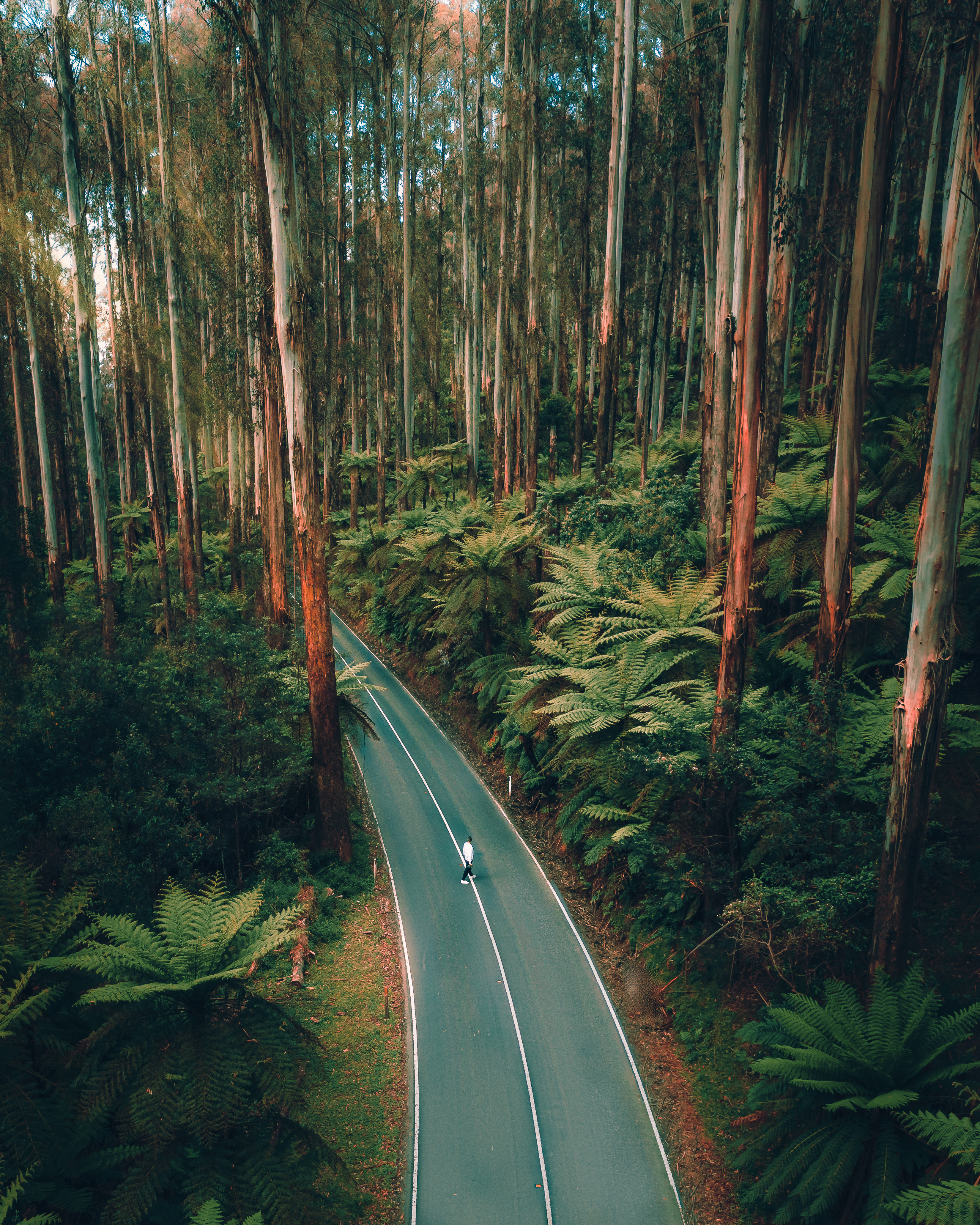 LOST & FOUND - Vol. II. Black Spur