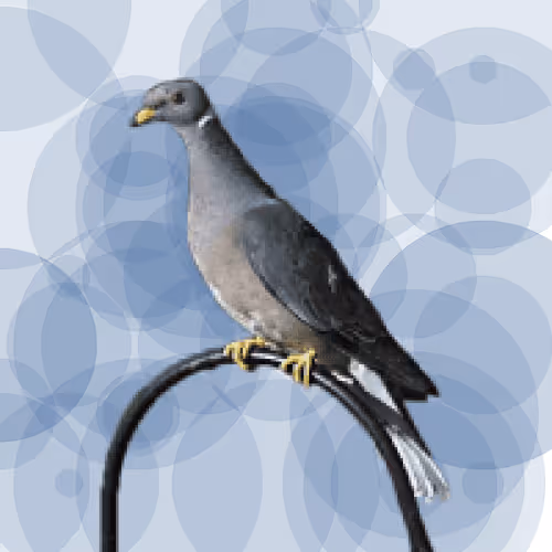 Seamorphus Pigeon #13