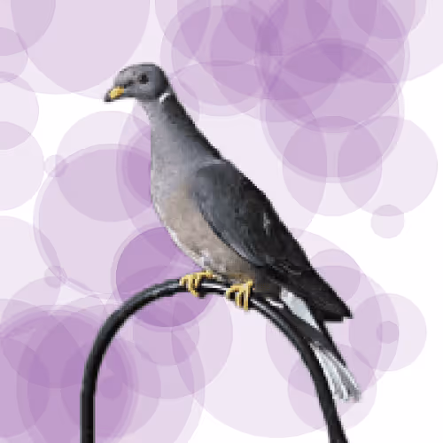 Seamorphus Pigeon #15