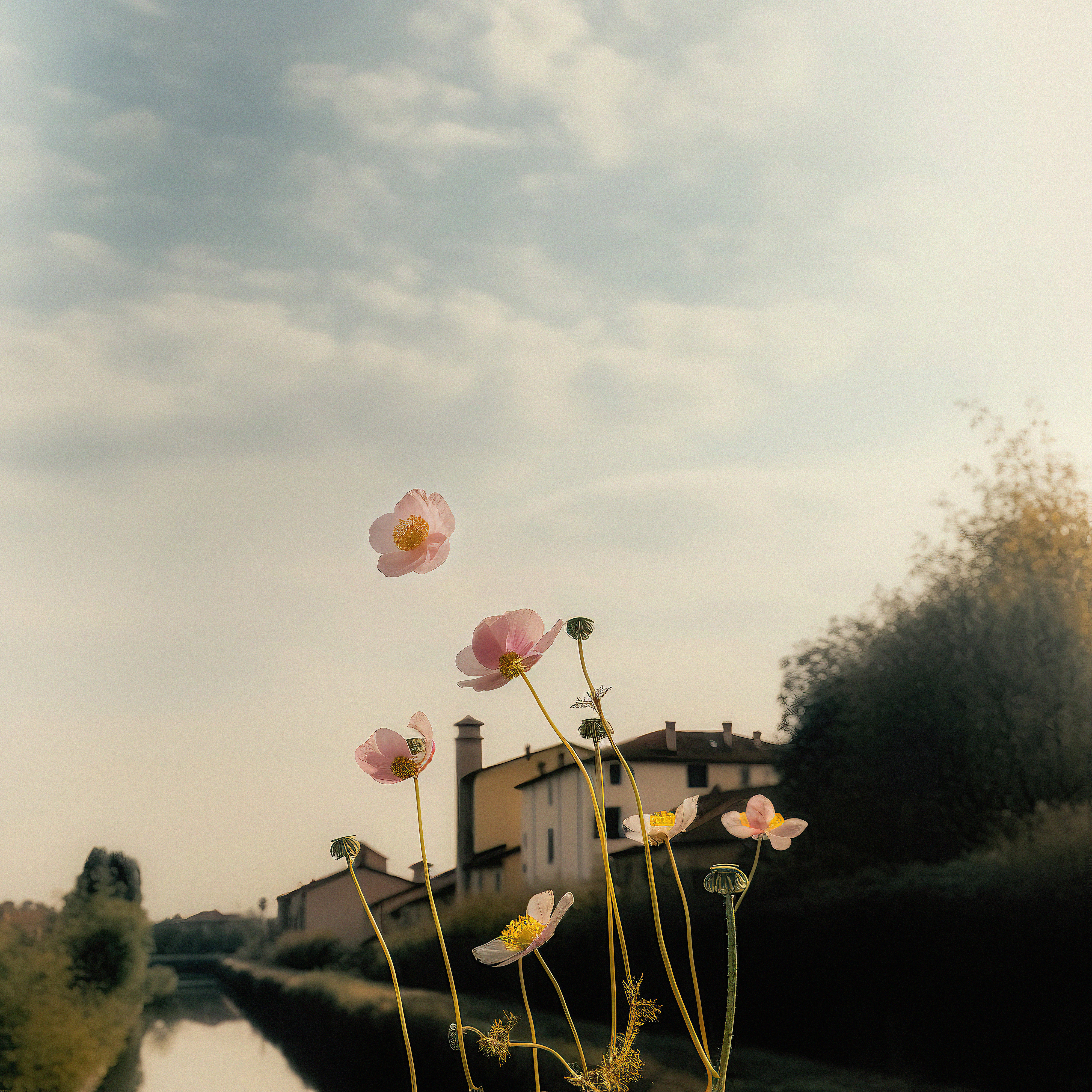 Windflower By The River