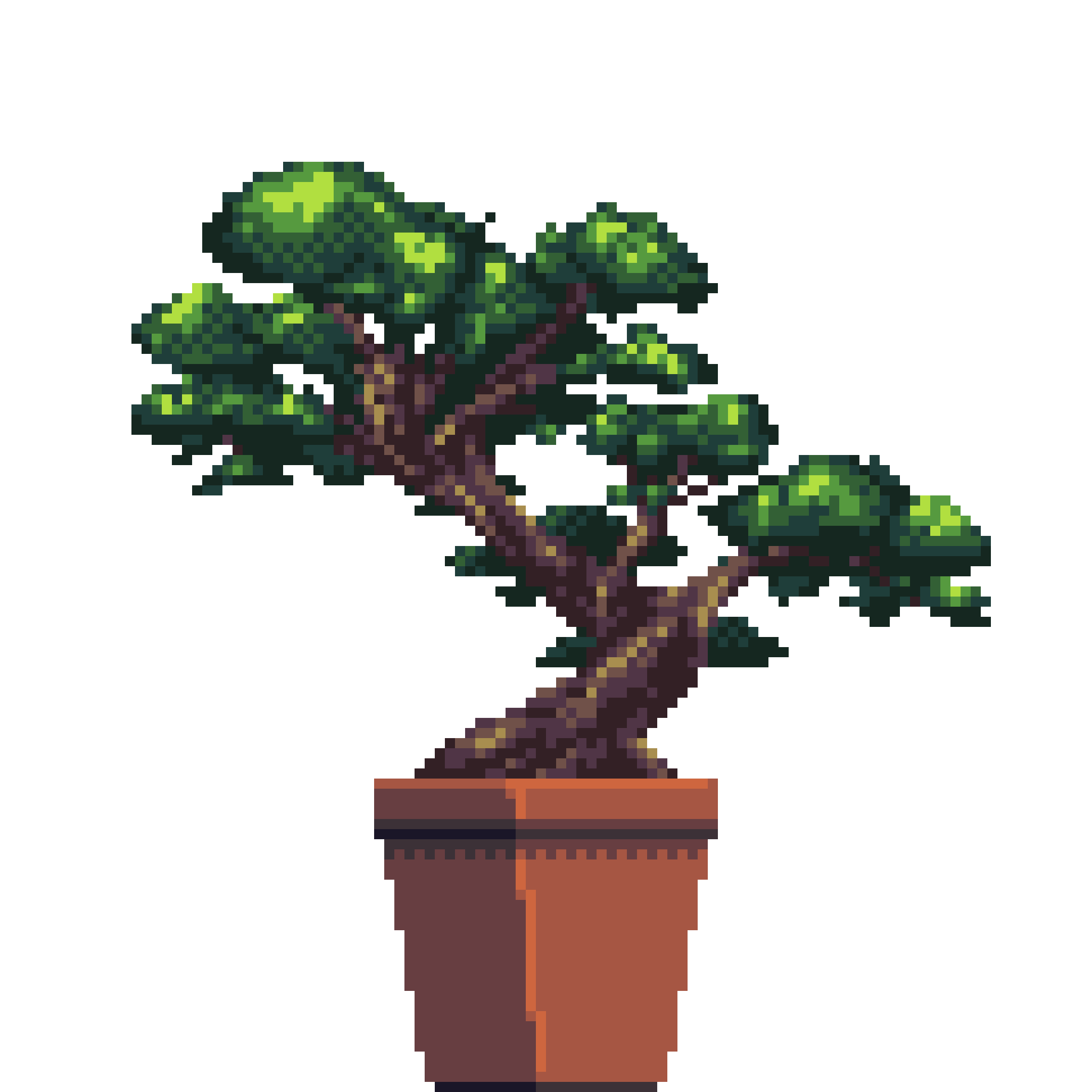 Juniper Bonsai in Square pot