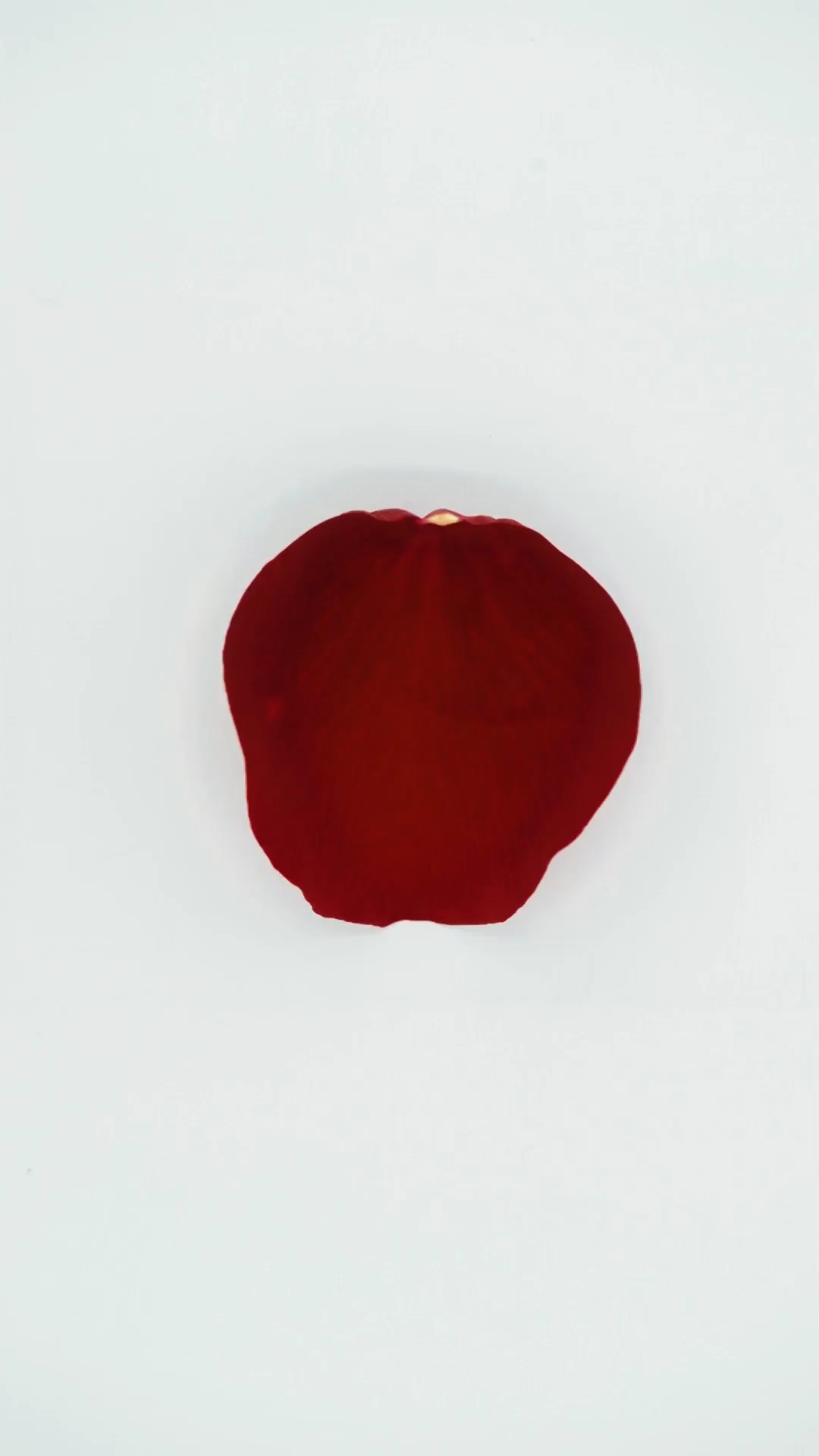 100,000 Rose Petals #83/83