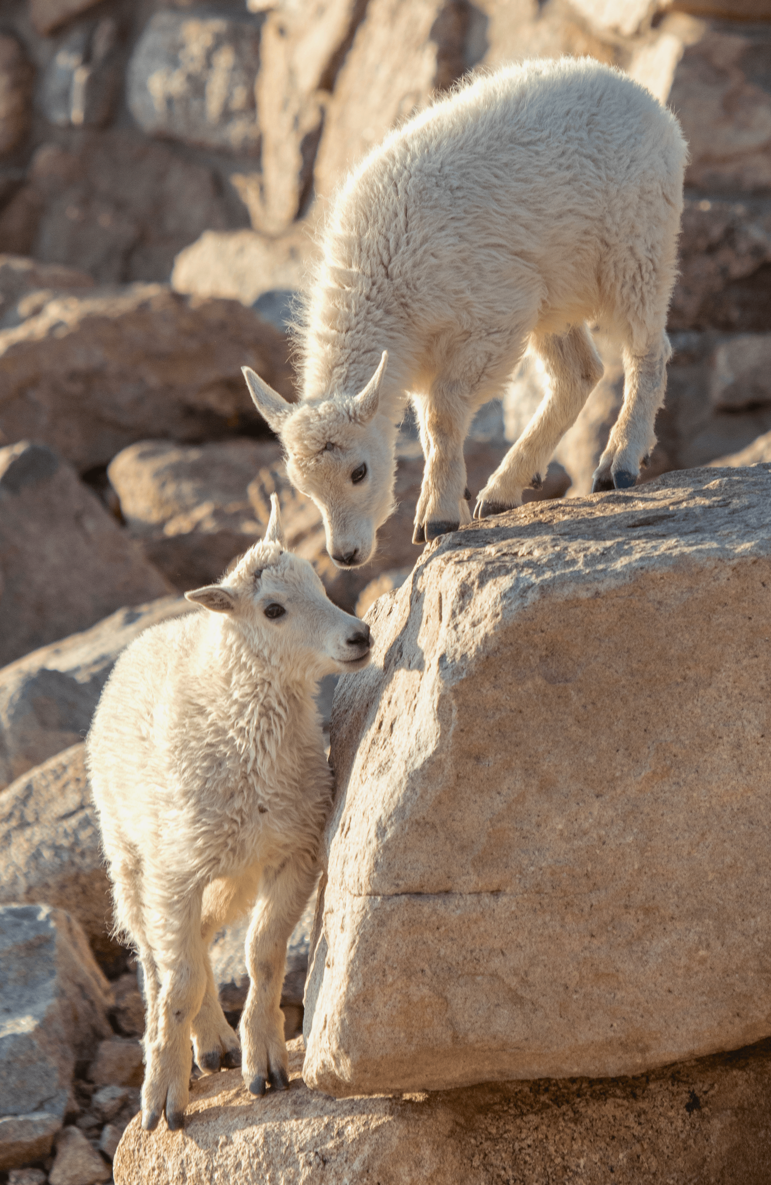 Balance #47 Mountain Goats