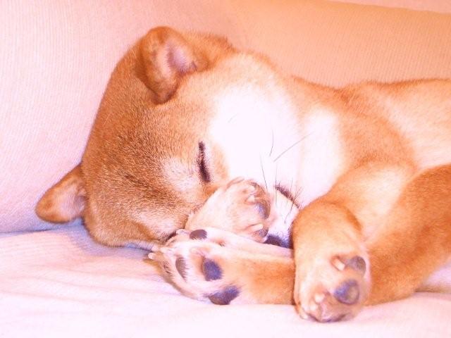 First Doge 3420