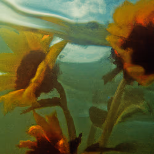 Tsunflower Chaos #216