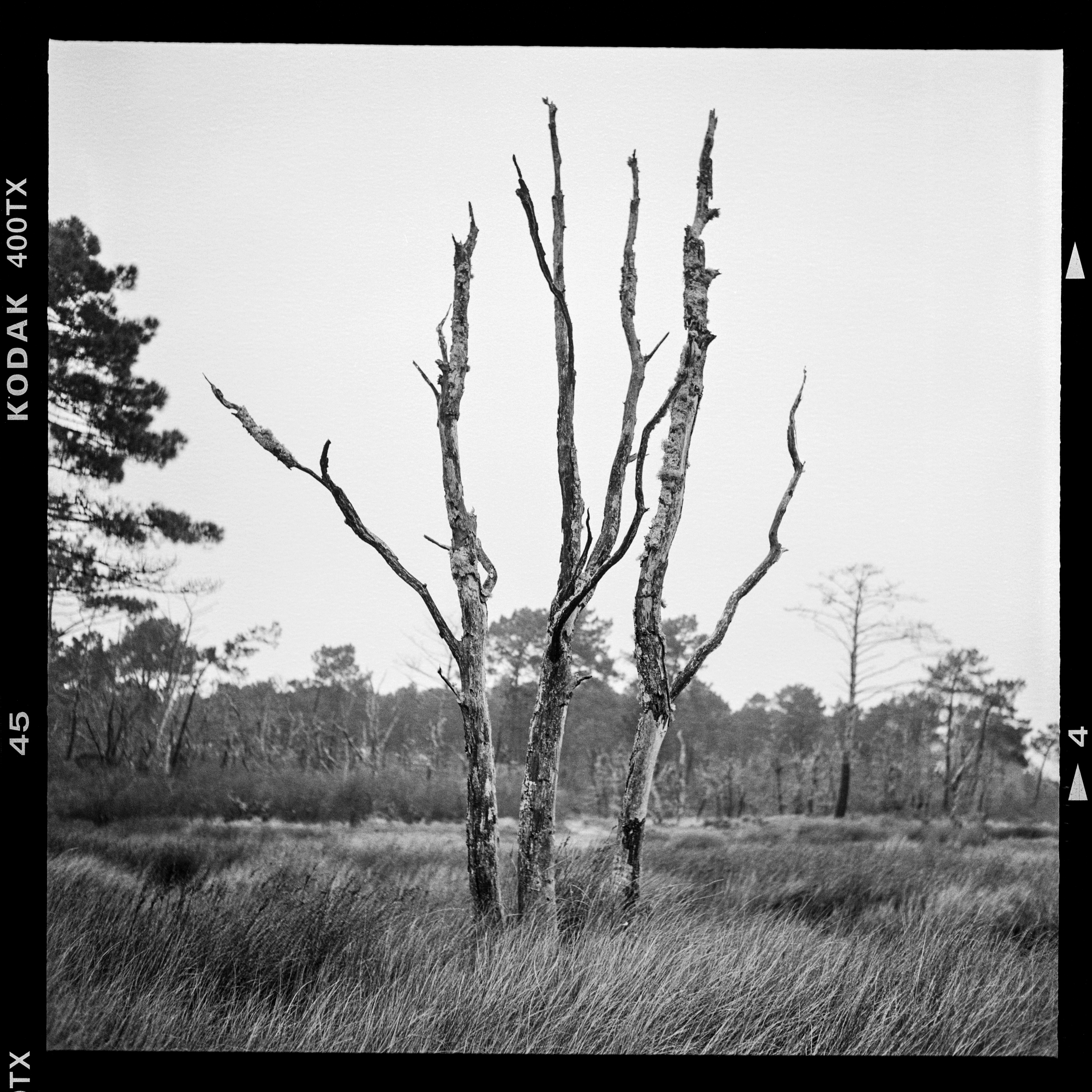 Woodheart #1