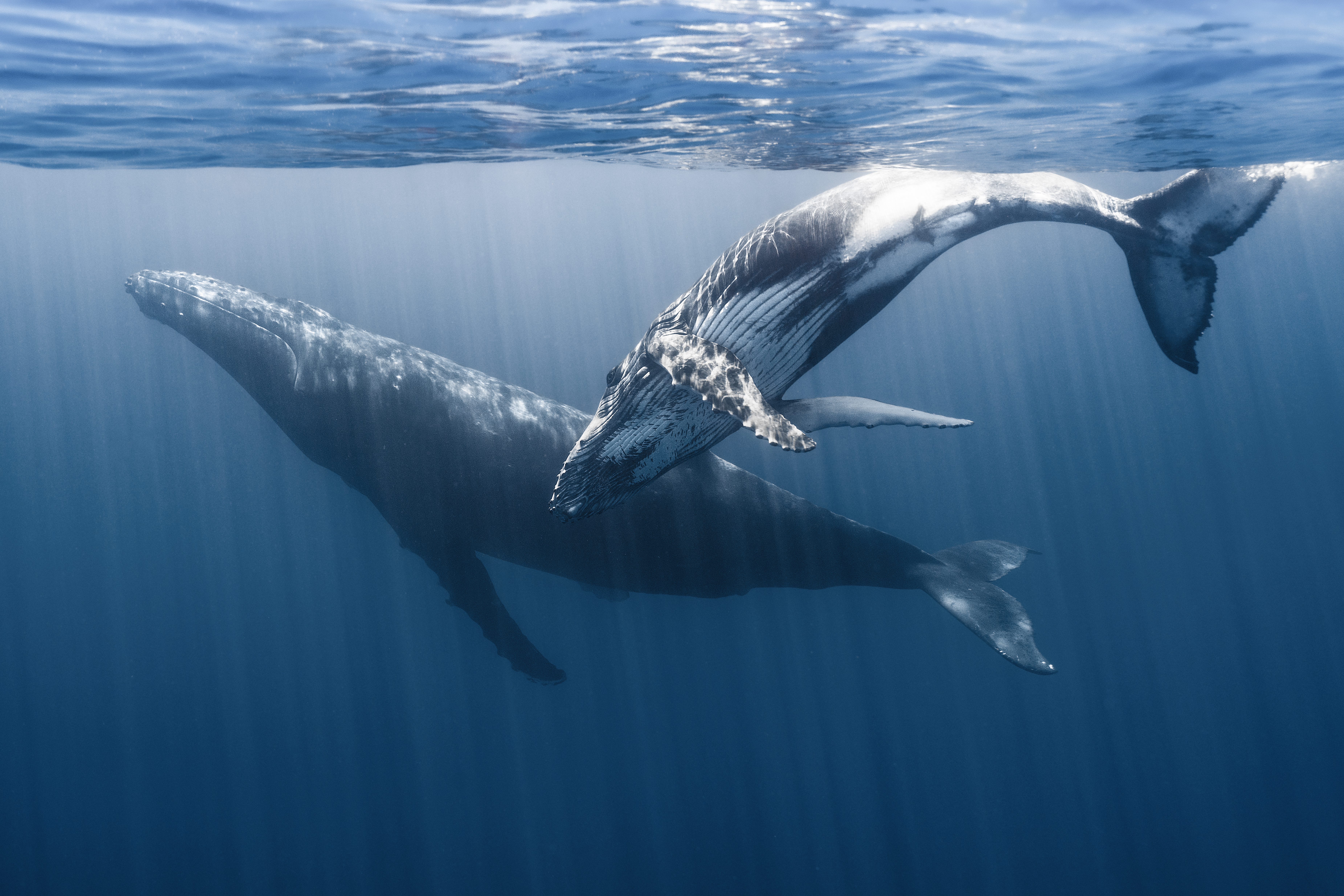 Until We Meet Again...