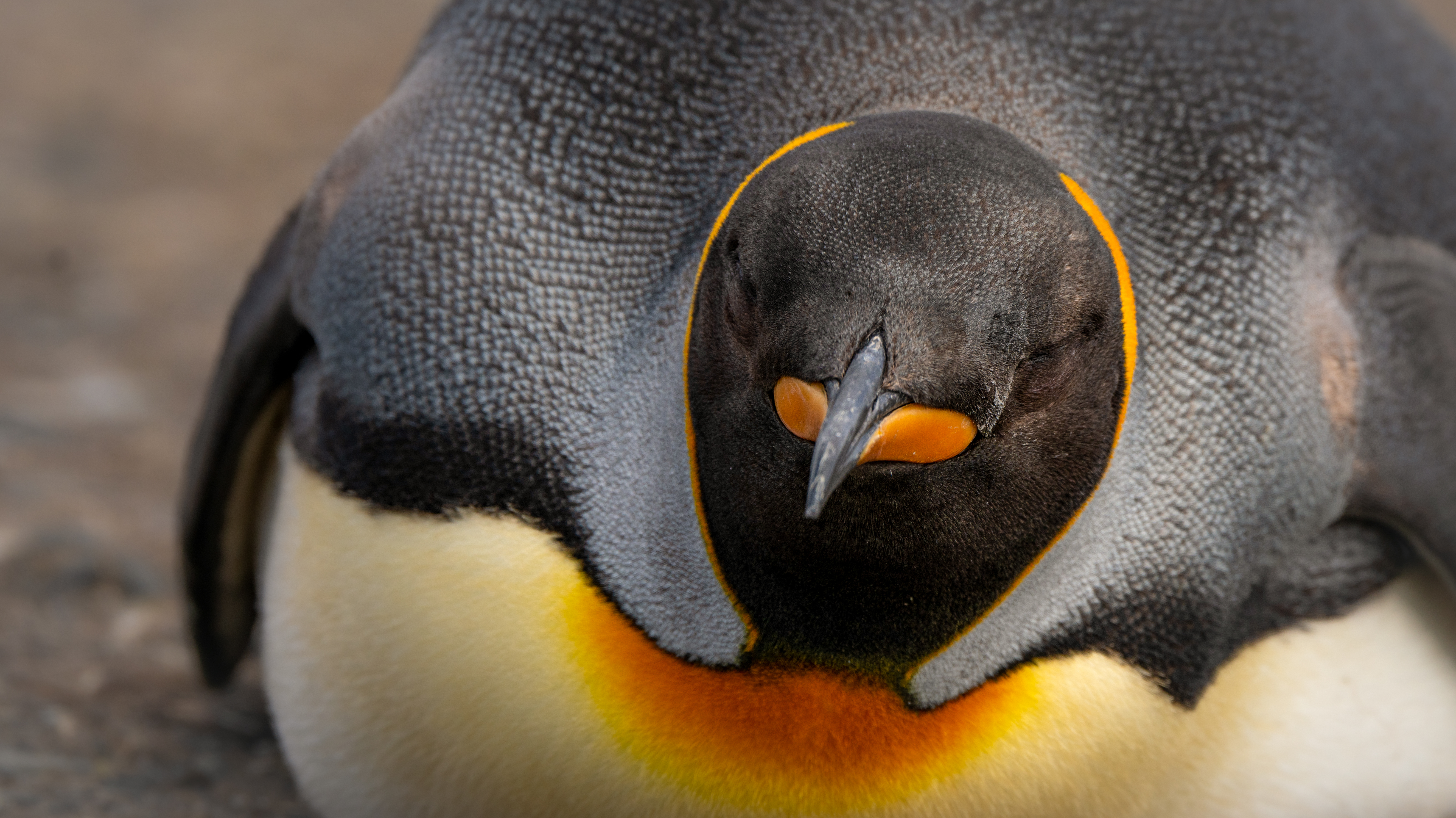 The Penguin